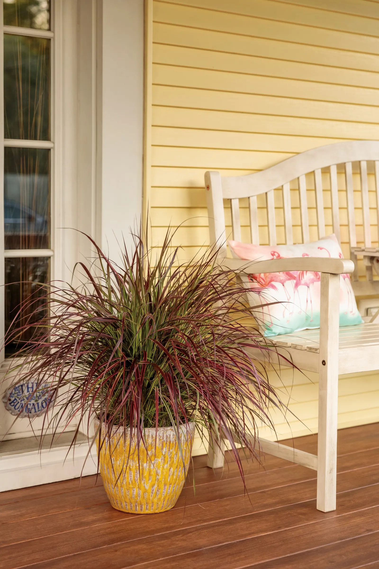 Fireworks Variegated Red Fountain Grass (Pennisetum setaceum) — Warm season grasses turn shades of brown as the weather turns colder