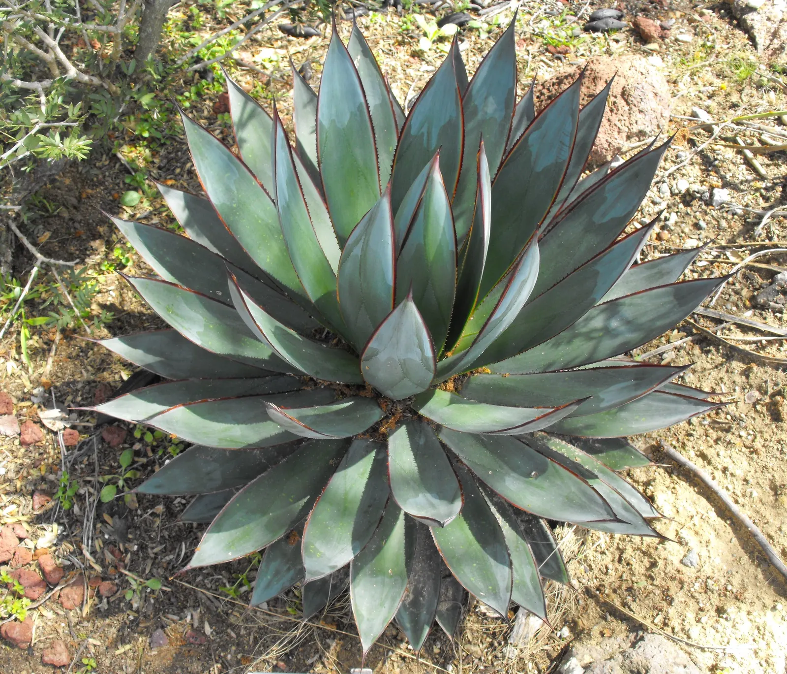 Blue Glow Agave (Agave 'Blue Glow') — The Agave 'Blue Glow' is a hardy