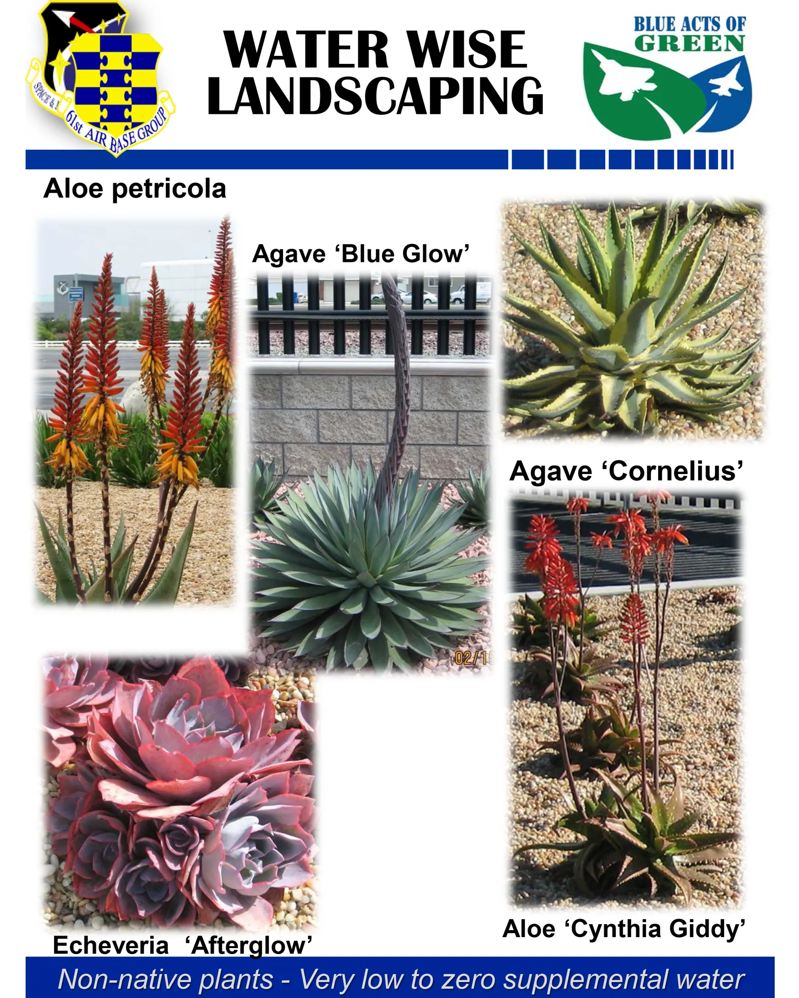 Blue Glow Agave (Agave 'Blue Glow') — succulent perennial with striking blue-green leaves edged with red margins that resemble flames