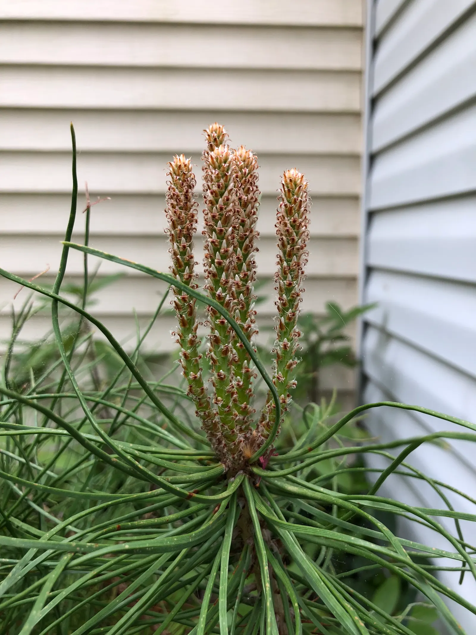 Italian Stone Pine (Pinus Pinea) — It prefers well-drained soils and, once established, is drought-tolerant, requiring minimal irrigation