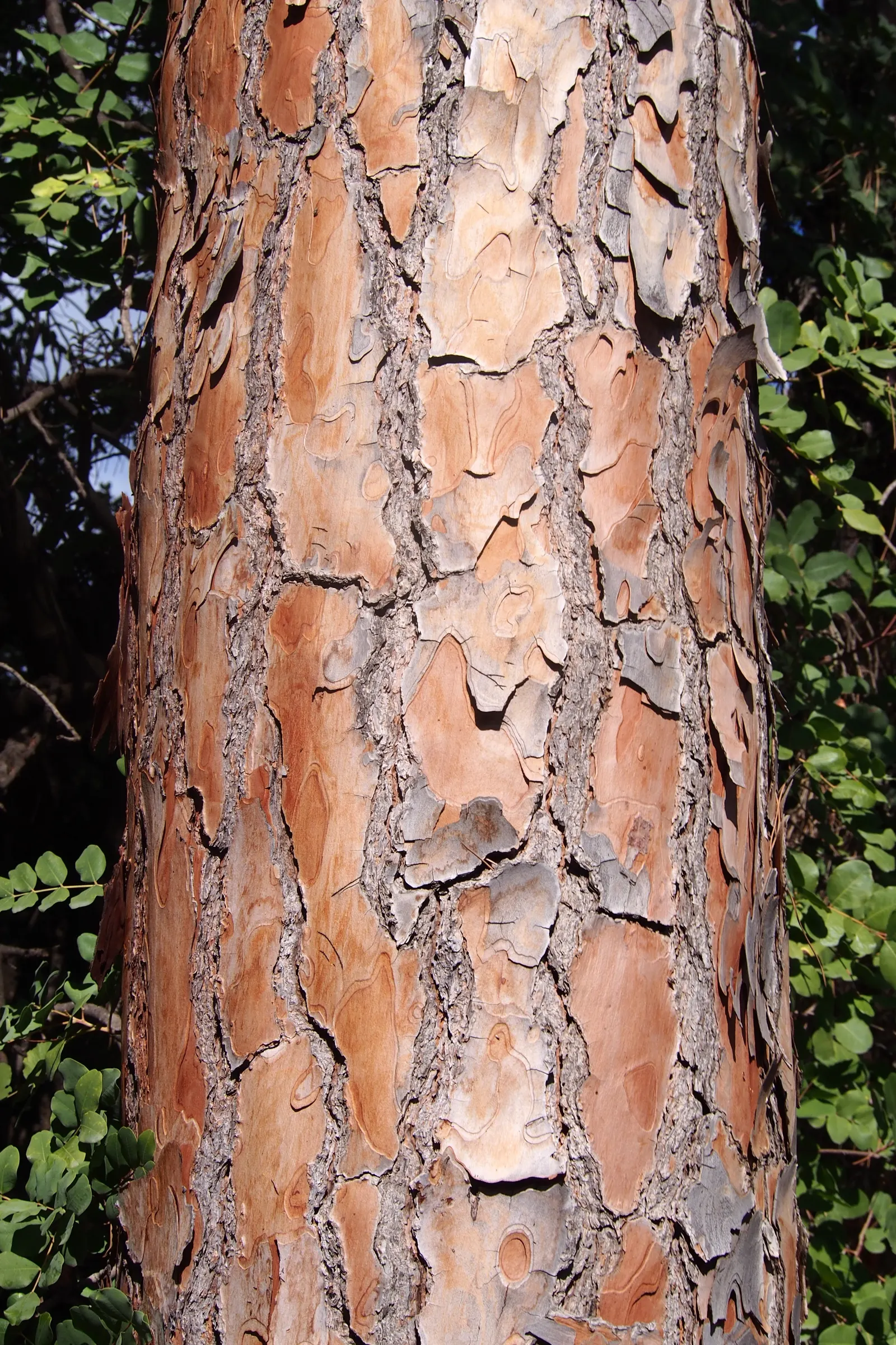 Italian Stone Pine (Pinus Pinea) — which can grow up to 4 to 6 inches in length