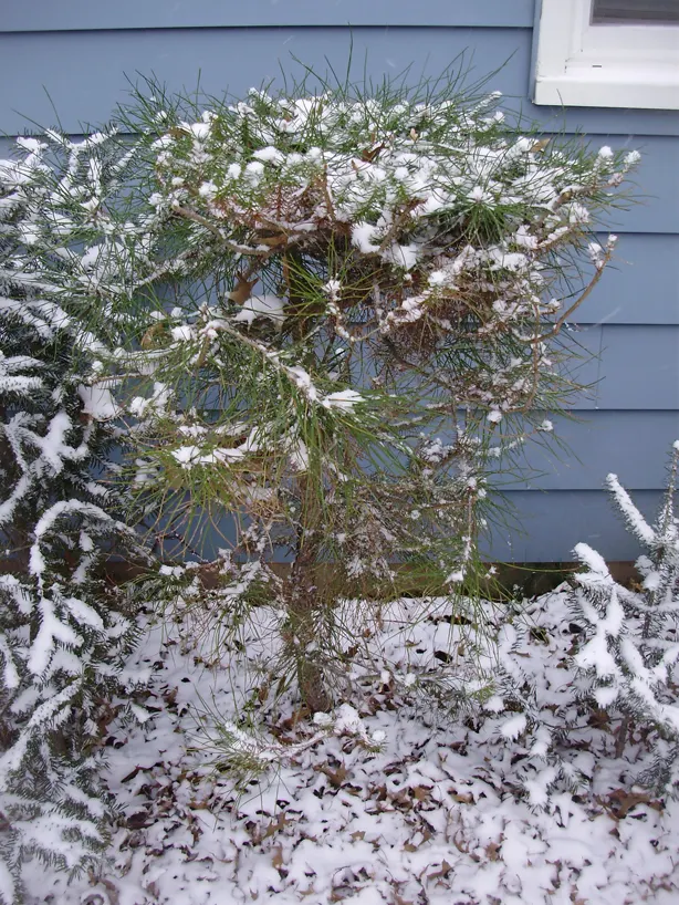 Italian Stone Pine (Pinus Pinea) — making it a splendid choice for accent or area-defining uses in expansive landscapes