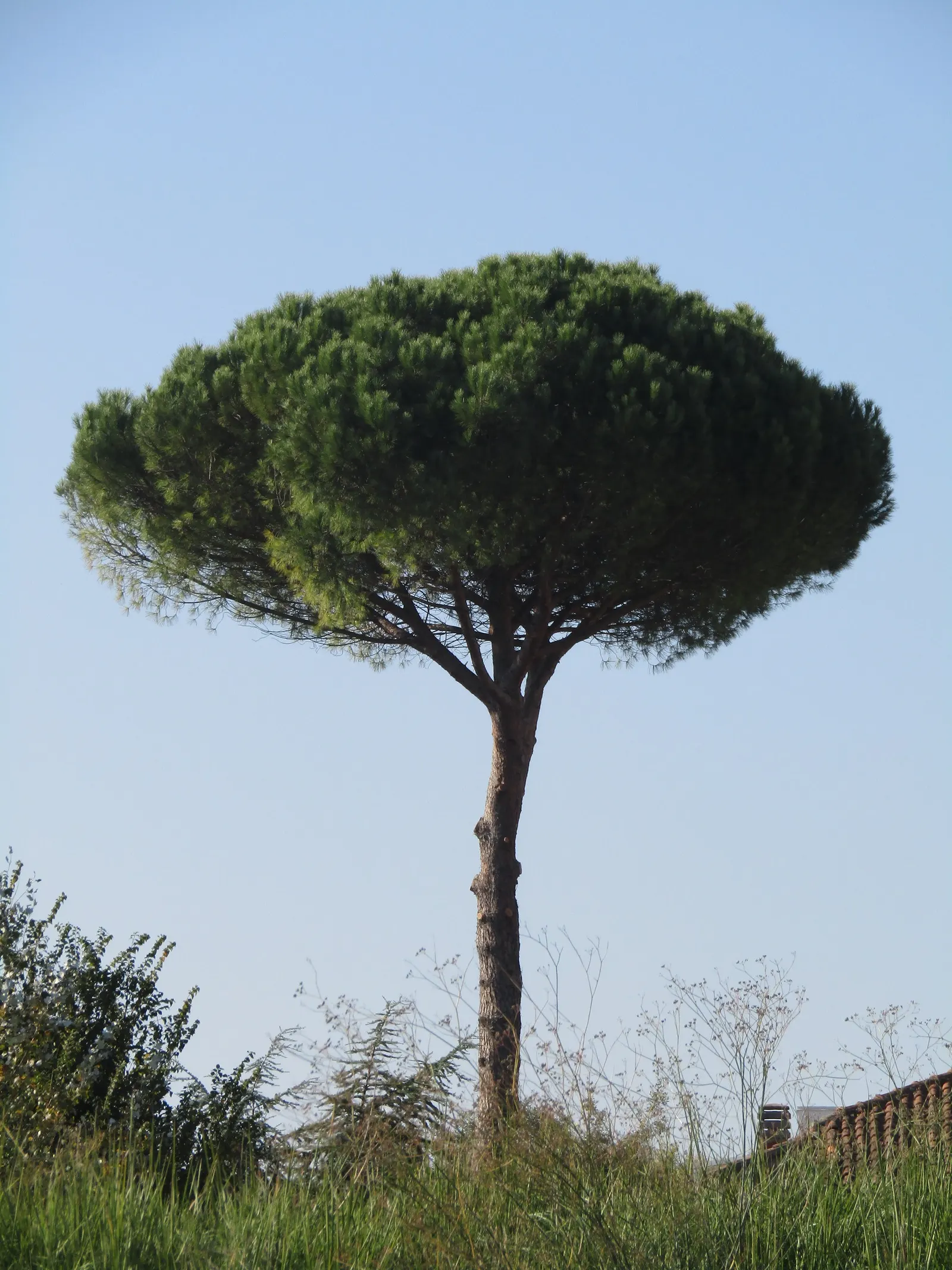 Italian Stone Pine (Pinus Pinea) — creating a striking visual anchor in a spacious garden; the bark is thick and rugged