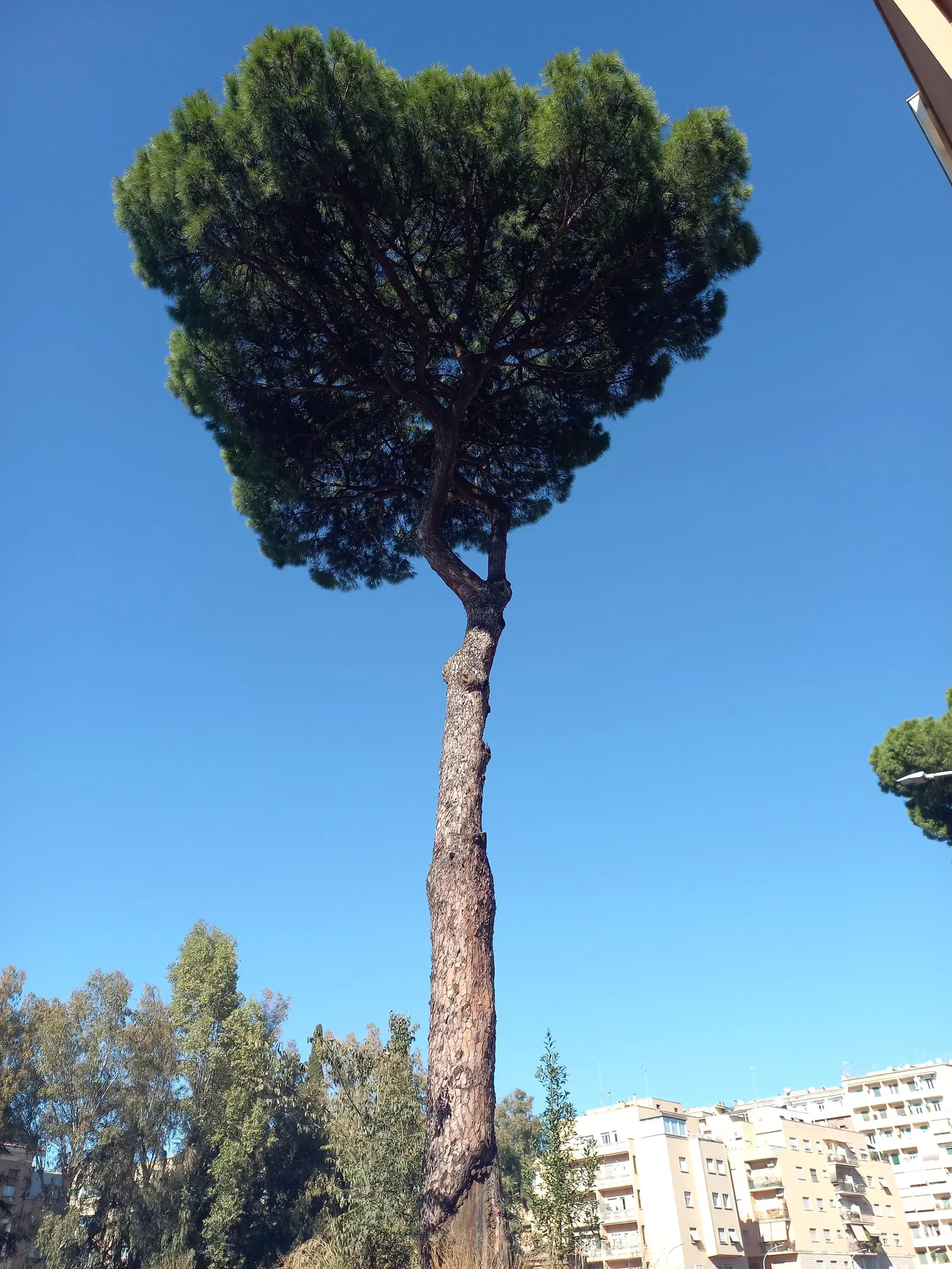 Italian Stone Pine (Pinus Pinea) — this species is renowned for its picturesque silhouette