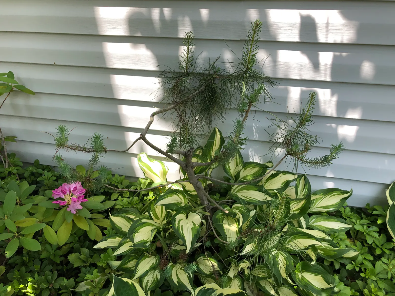 Italian Stone Pine (Pinus Pinea) — with a spread of 20 to 40 feet