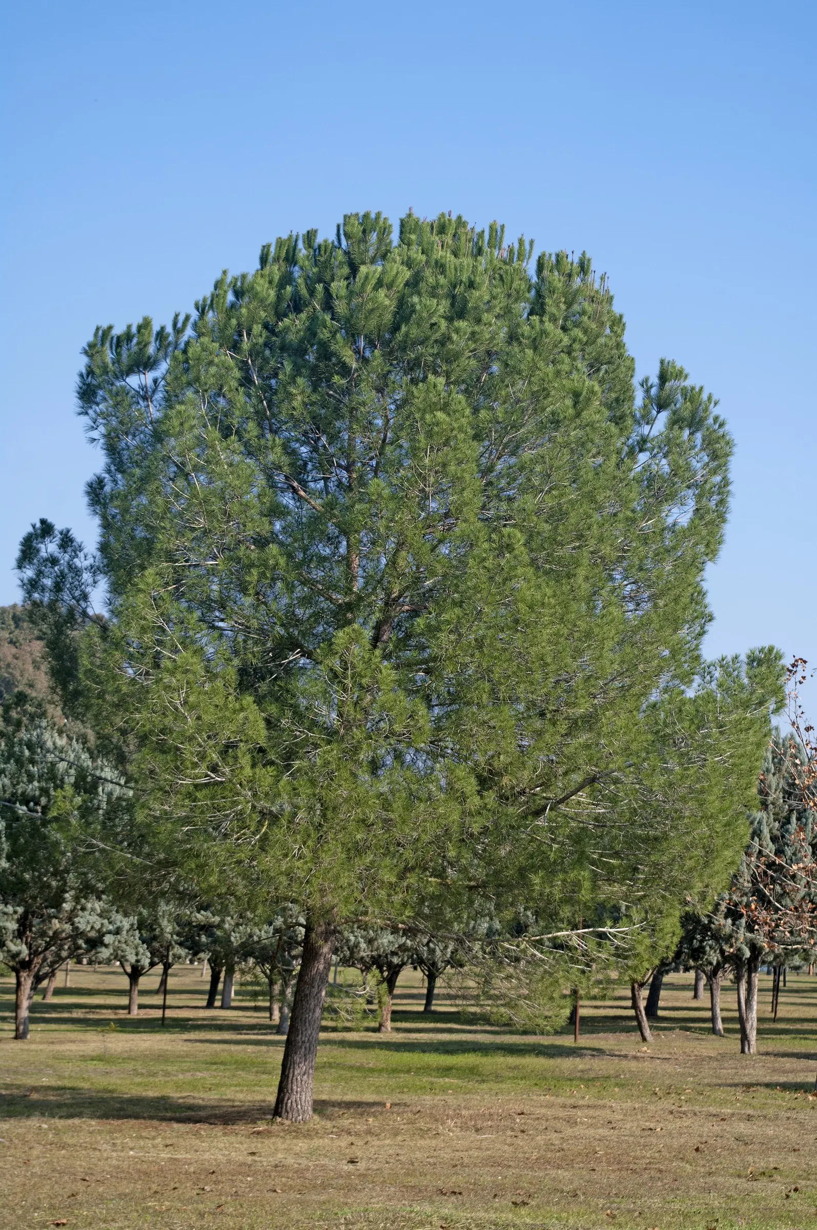 Italian Stone Pine (Pinus Pinea) — where it can receive full sun to thrive and not be crowded by other foliage; this tree is best suited for large open spaces