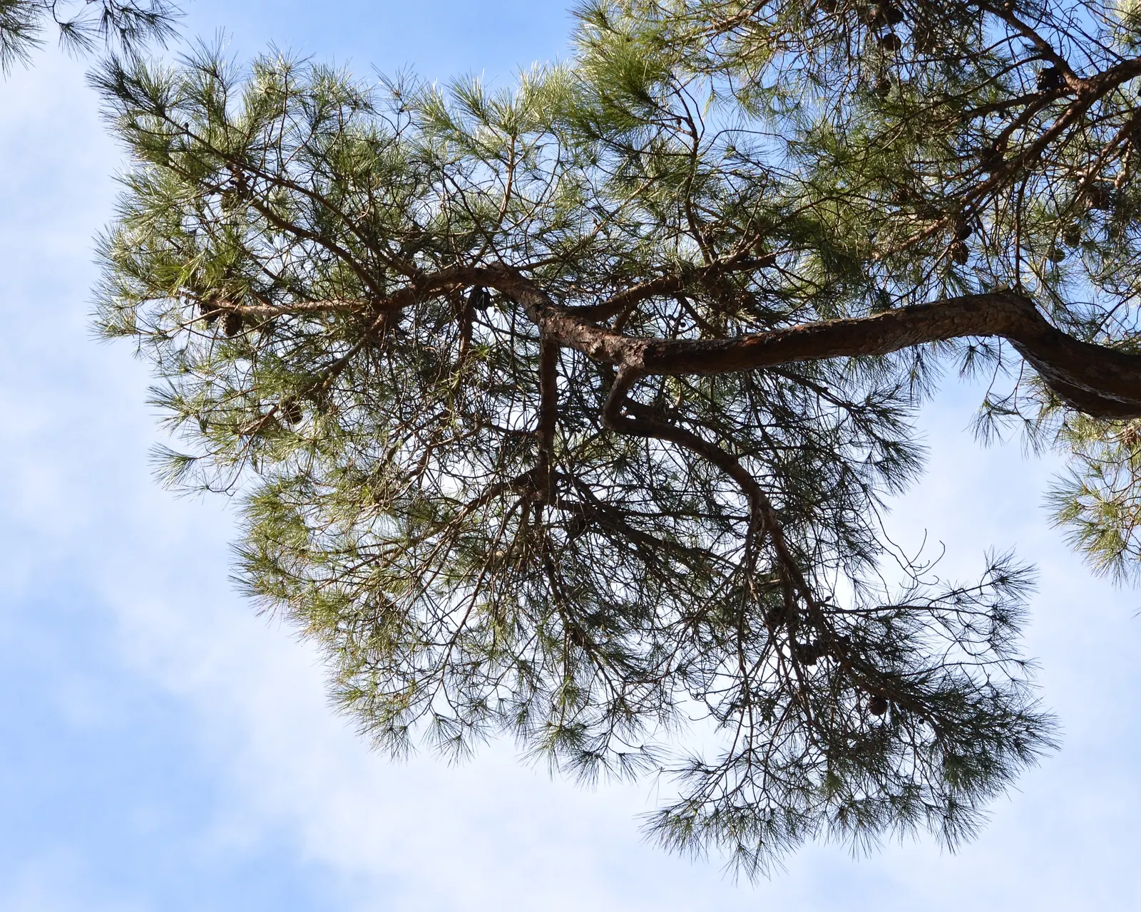 Italian Stone Pine (Pinus Pinea) — is a classic Mediterranean conifer that brings a touch of European elegance to any landscape