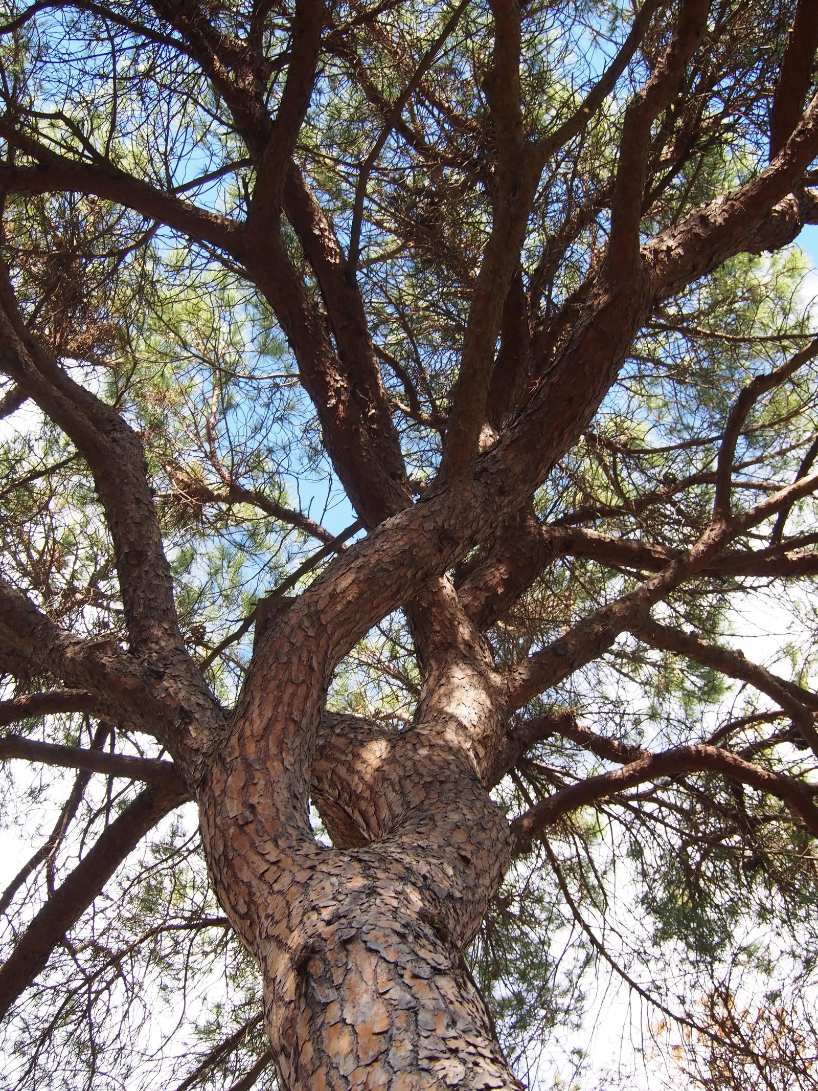 Italian Stone Pine (Pinus Pinea) — a landscape architect should consider the Stone Pine's mature size and shape; making it a splendid choice for accent or