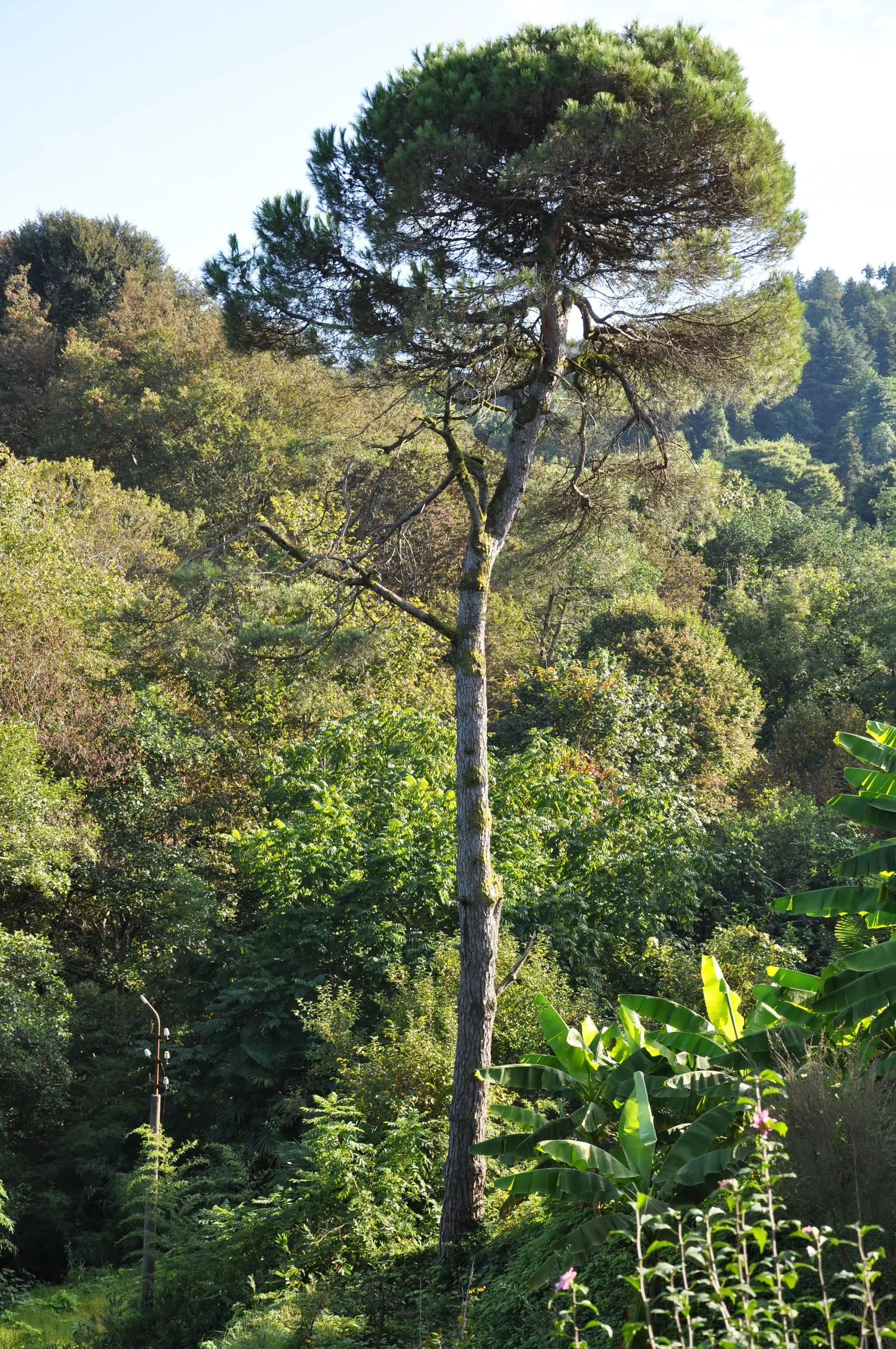 Italian Stone Pine (Pinus Pinea) — which are a prized ingredient in various culinary dishes; conifer / tree for full