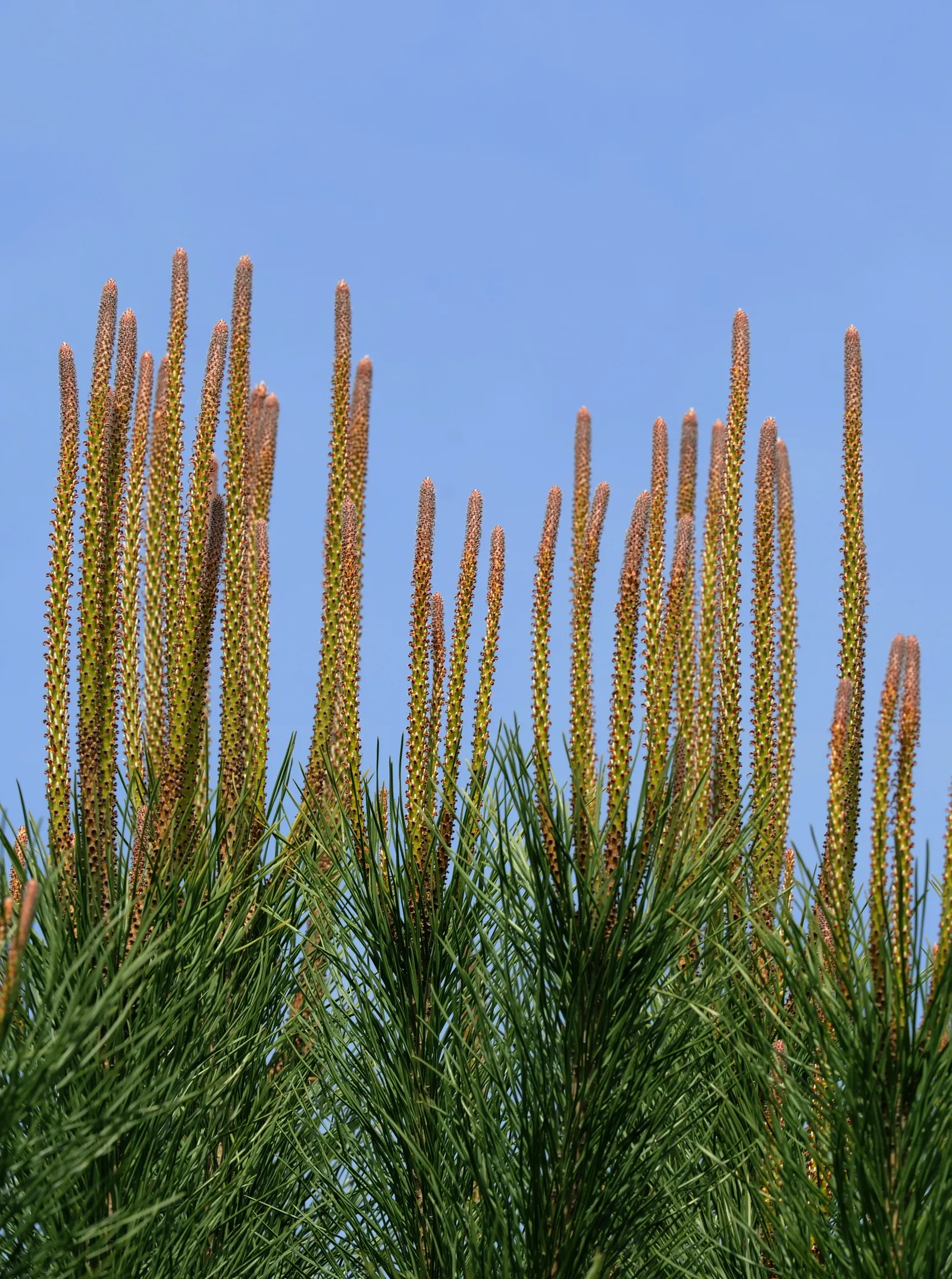 Italian Stone Pine (Pinus Pinea) — creating a striking visual anchor in a spacious garden