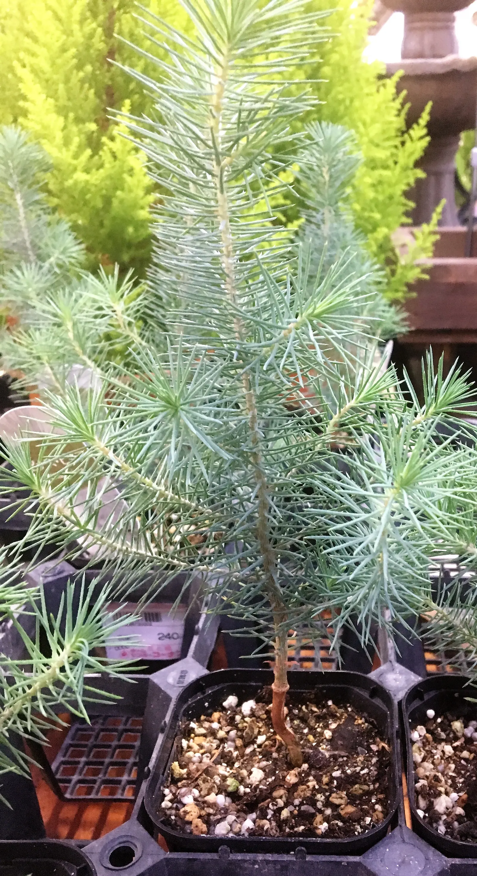 Italian Stone Pine (Pinus Pinea) — commonly known as pine nuts