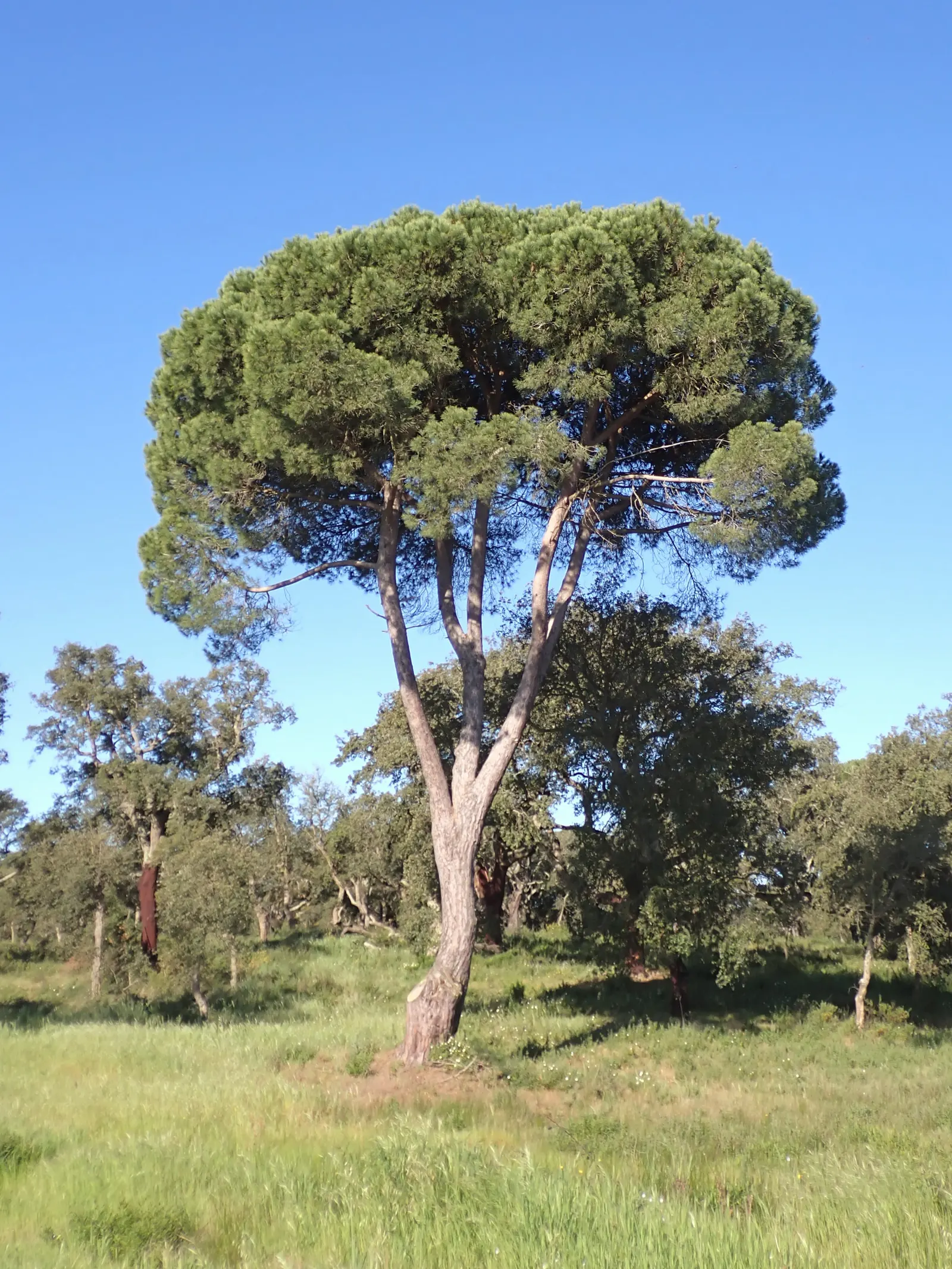 Italian Stone Pine (Pinus Pinea) — which are a prized ingredient in various culinary dishes