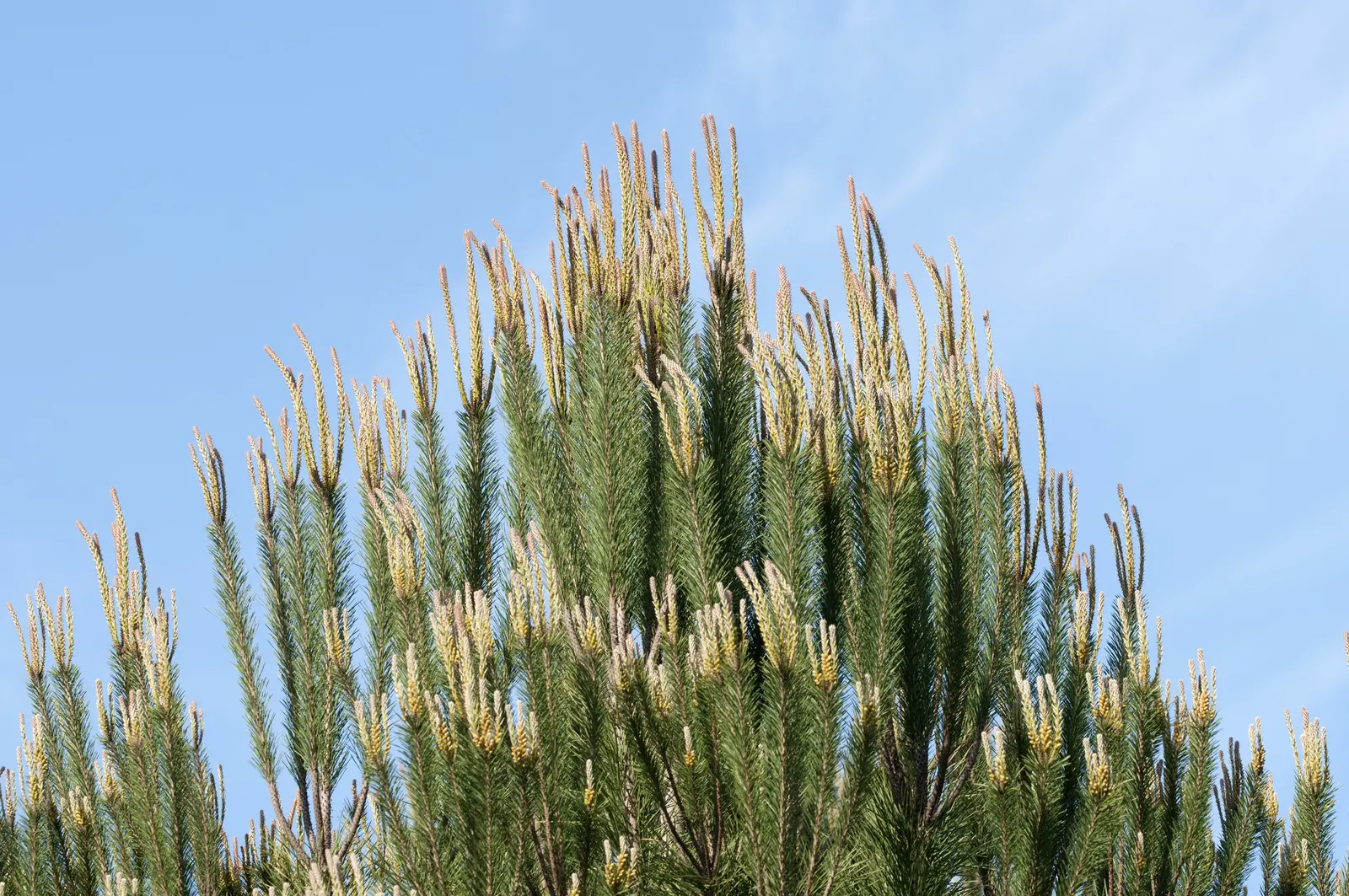Italian Stone Pine (Pinus Pinea) — It prefers well-drained soils and, once established, is drought-tolerant, requiring minimal irrigation; iconic for its