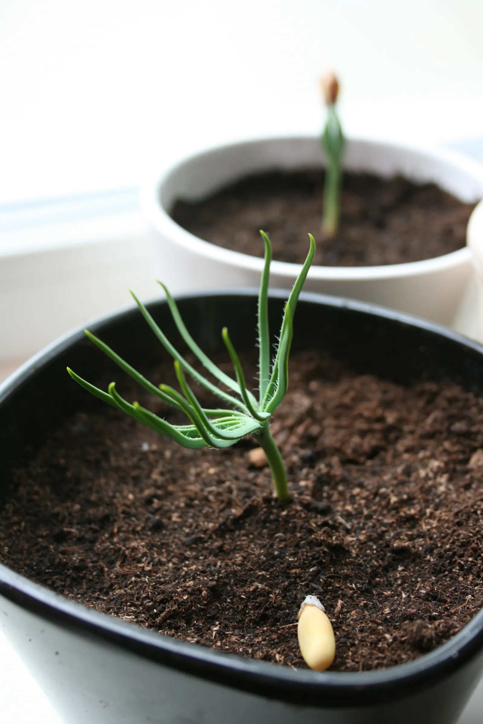 Italian Stone Pine (Pinus Pinea) — The Italian Stone Pine (Pinus pinea)