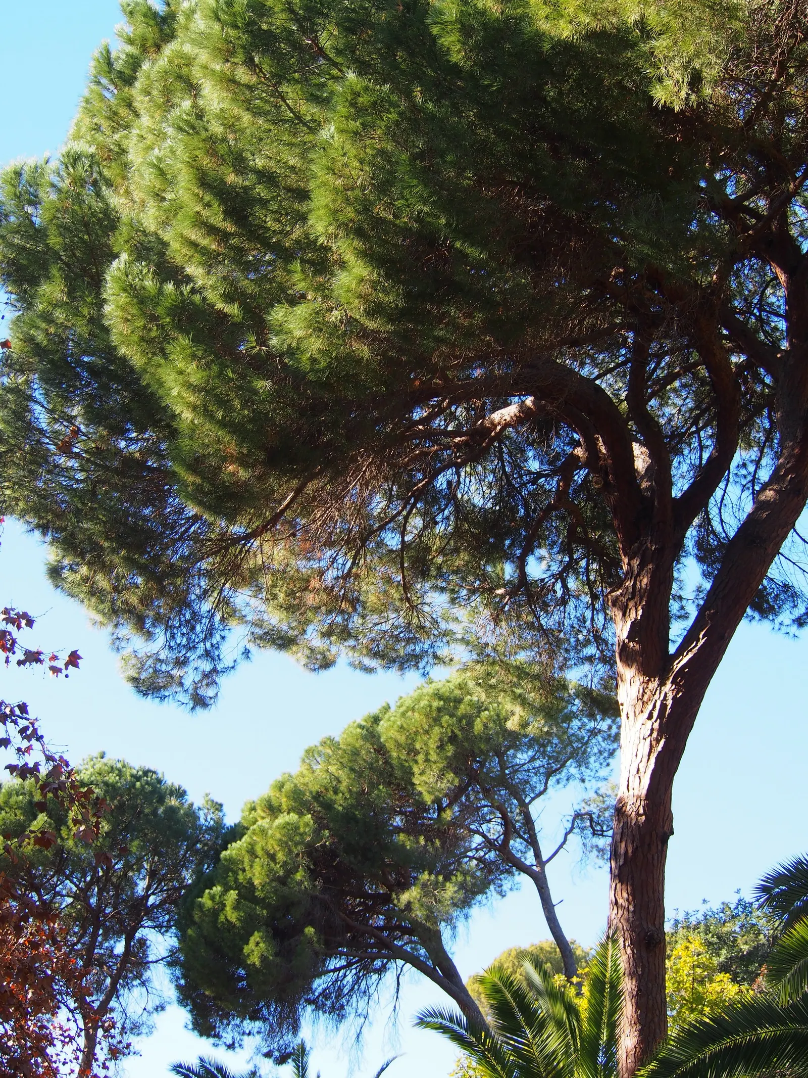 Italian Stone Pine (Pinus Pinea) — commonly known as pine nuts; which are a prized ingredient in various culinary dishes