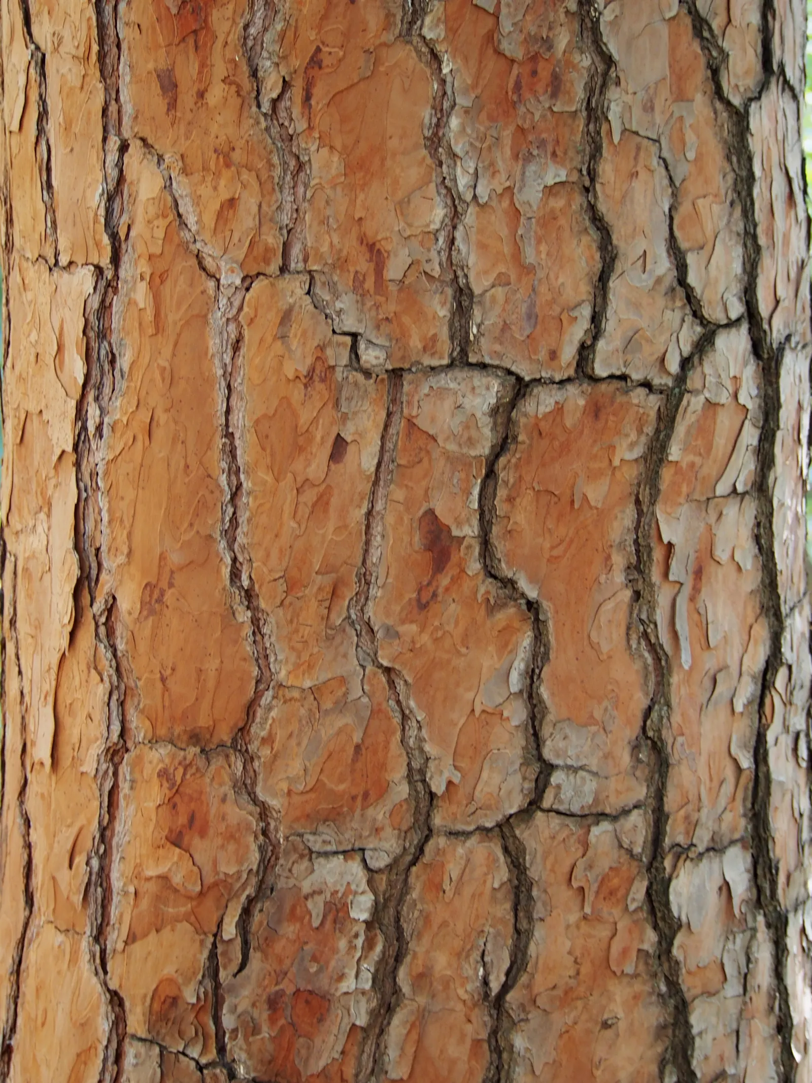 Italian Stone Pine (Pinus Pinea) — The bark is thick and rugged