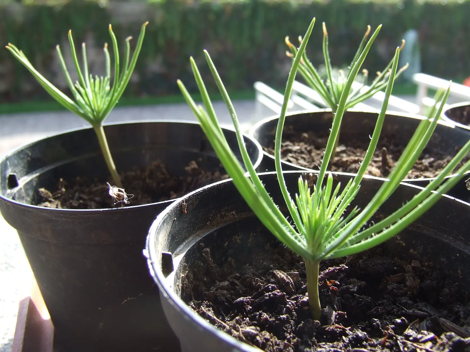 Italian Stone Pine (Pinus Pinea) — providing year-round color and texture; hardy in USDA zones 7-11, it thrives in full sun and well-draining soil