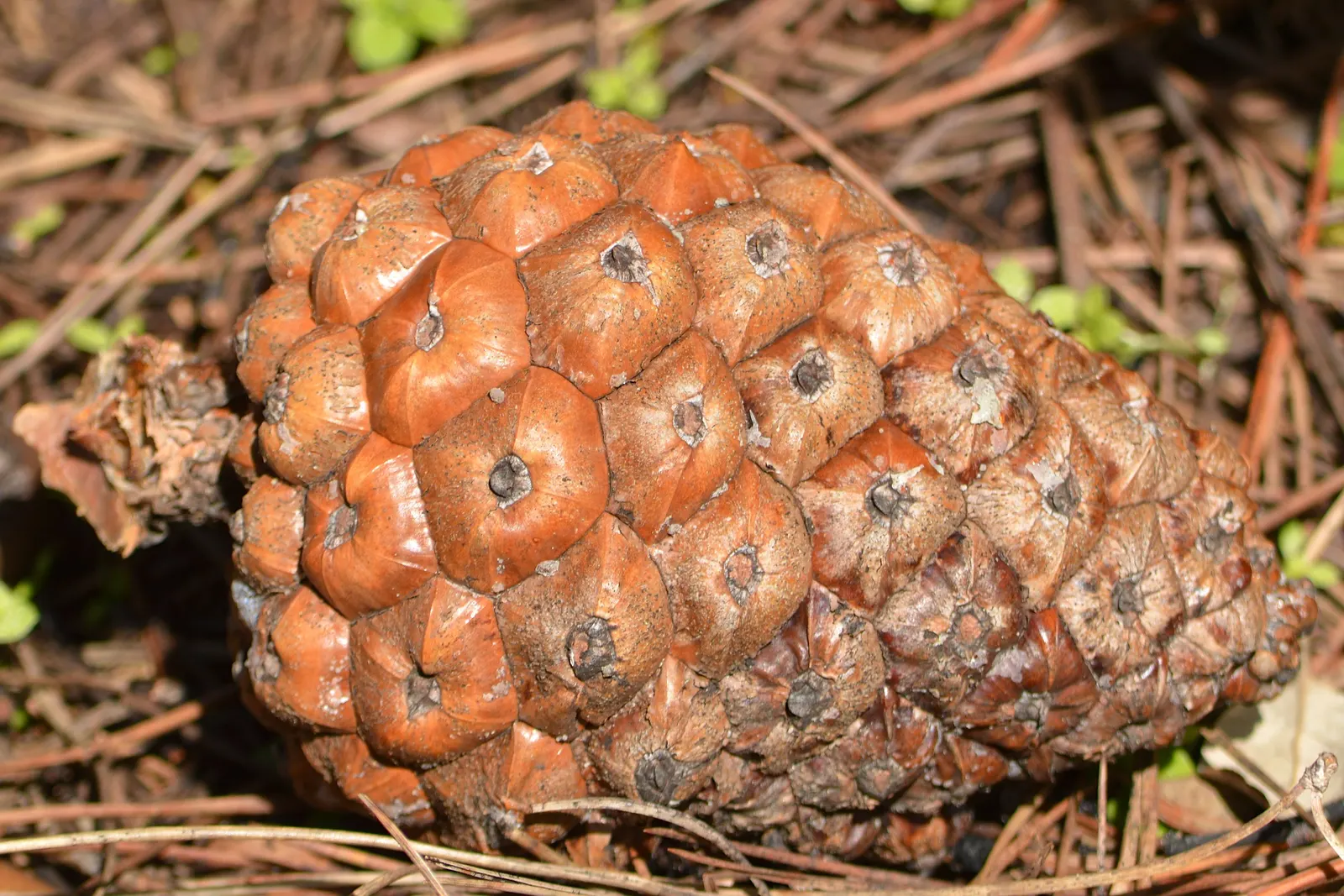 Italian Stone Pine (Pinus Pinea) — especially when it matures over the years.<br><br>Italian Stone Pines typically reach heights of 40 to 60 feet