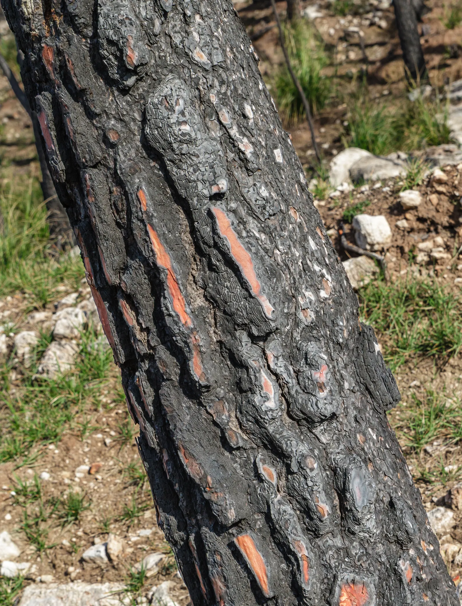 Italian Stone Pine (Pinus Pinea) — Often referred to as the Umbrella Pine due to its distinctive