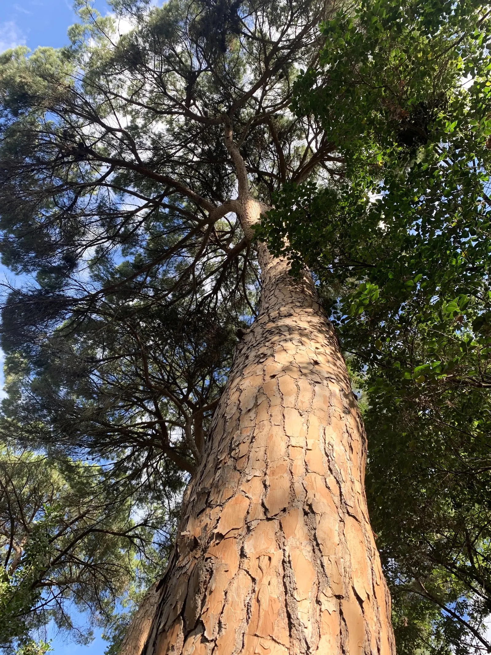Italian Stone Pine (Pinus Pinea) — This tree is best suited for large open spaces; creating a striking visual anchor in a spacious garden
