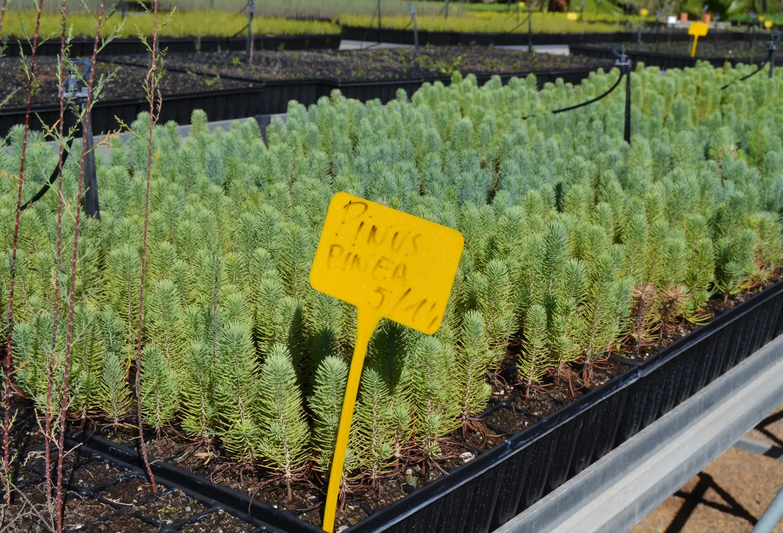Italian Stone Pine (Pinus Pinea) — a landscape architect should consider the Stone Pine's mature size and shape