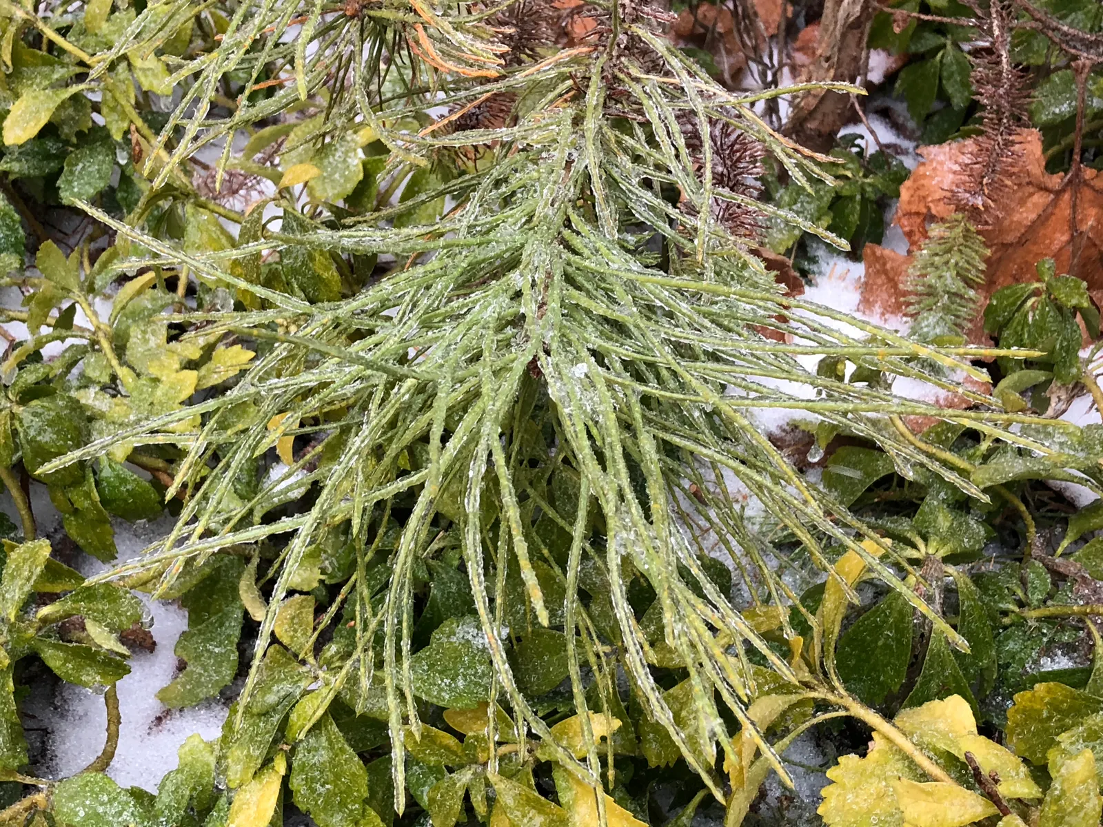 Italian Stone Pine (Pinus Pinea) — The Italian Stone Pine is hardy in USDA zones 7 to 11 and is generally resistant to pests and diseases
