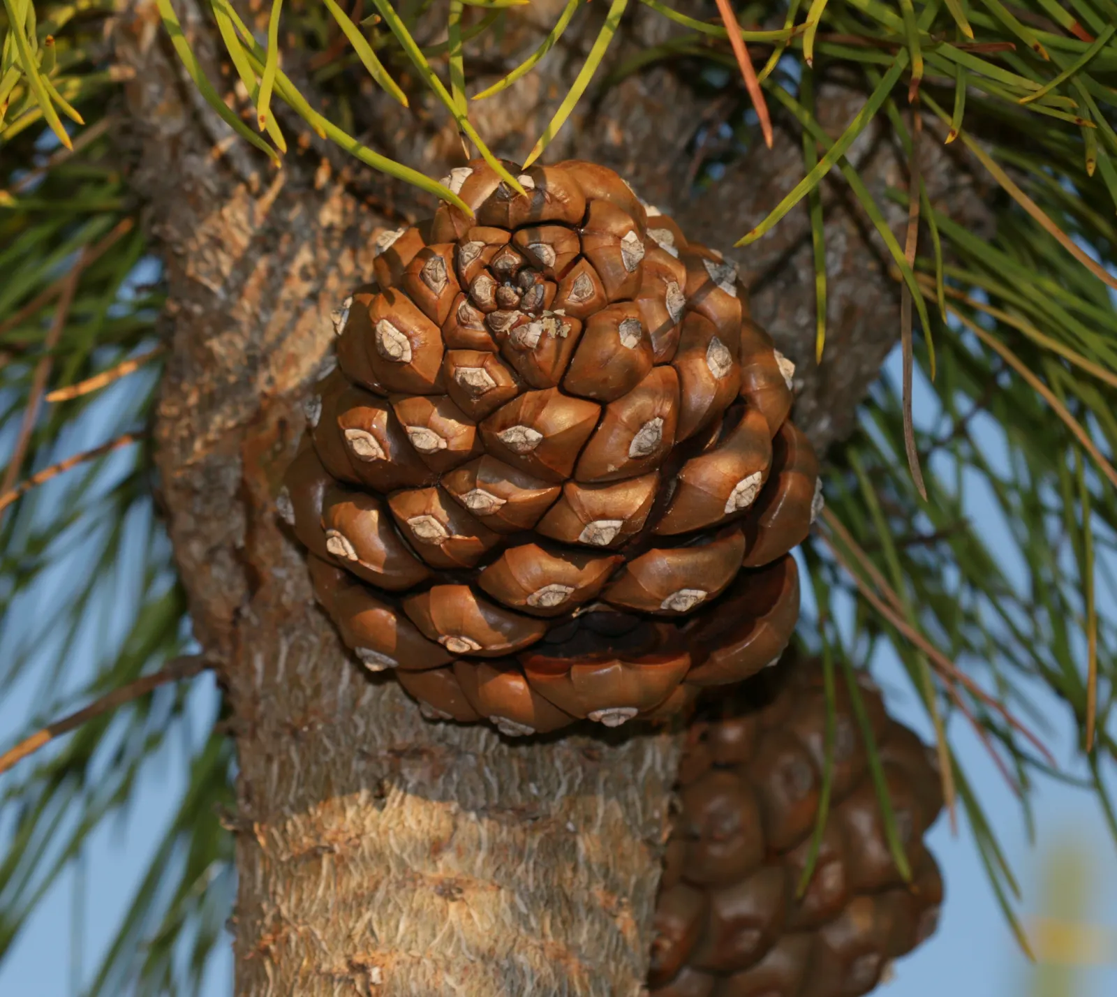 Italian Stone Pine (Pinus Pinea) — making it a splendid choice for accent or area-defining uses in expansive landscapes; a landscape architect should consider