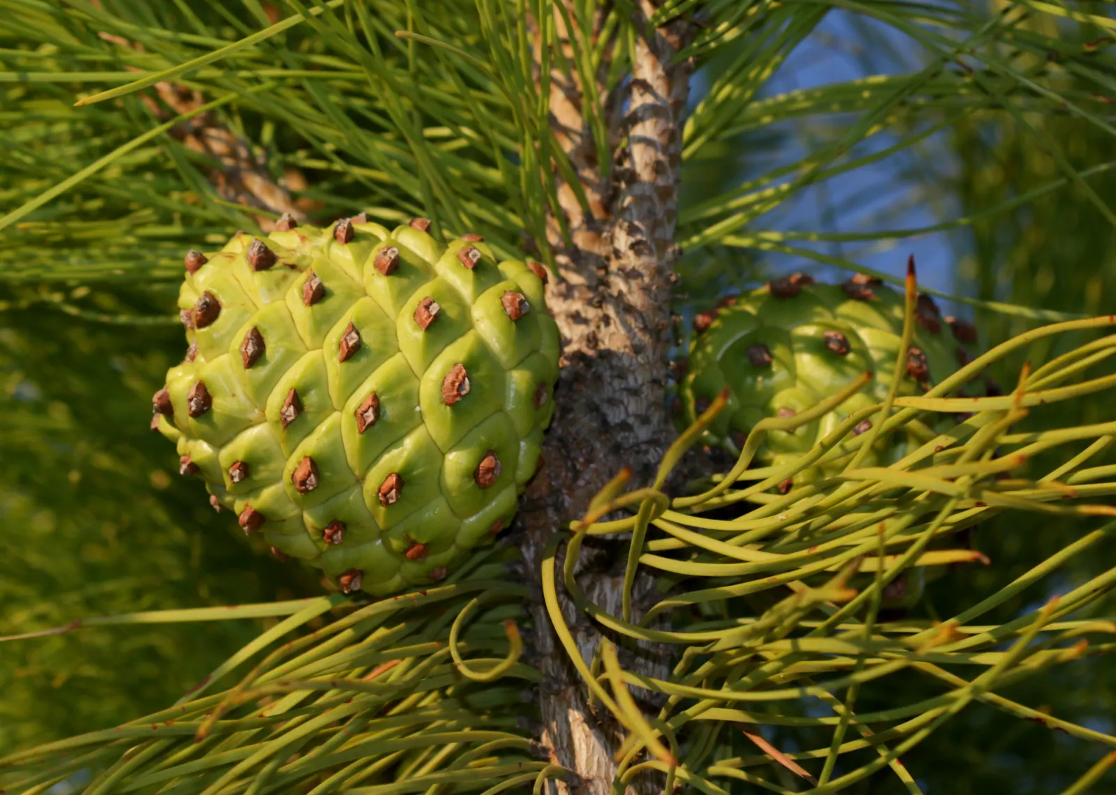 Italian Stone Pine (Pinus Pinea) — Often referred to as the Umbrella Pine due to its distinctive; which can grow up to 4 to 6 inches in length