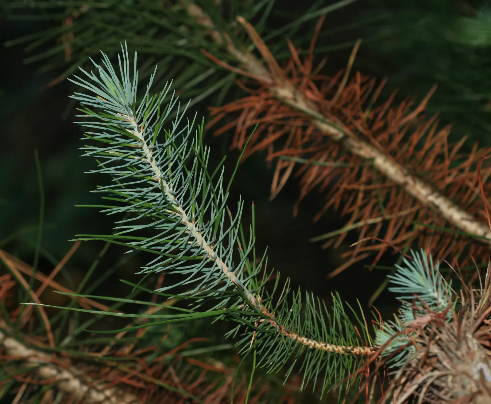 Italian Stone Pine (Pinus Pinea) — is a Mediterranean classic