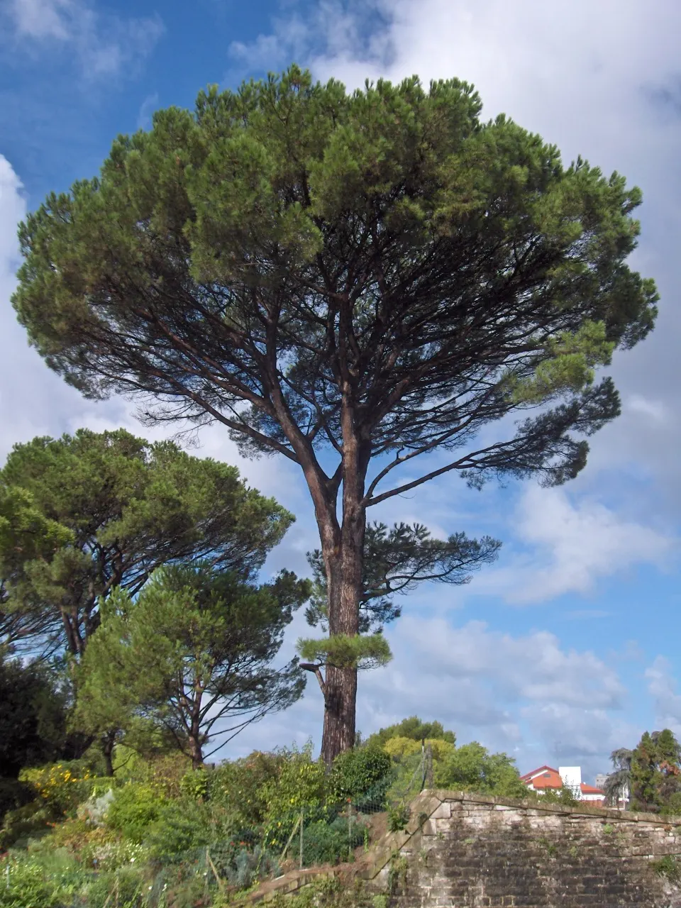 Italian Stone Pine (Pinus Pinea) — This long-lived evergreen is drought-tolerant once established and requires minimal maintenance