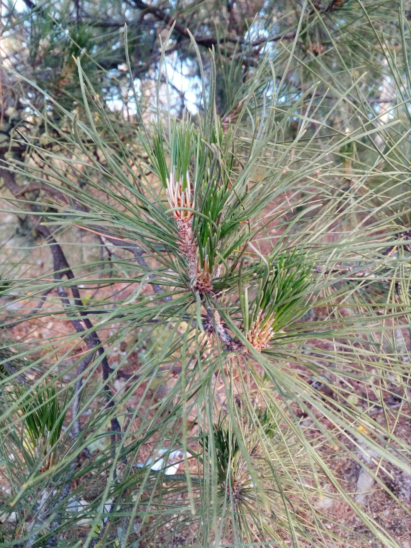Italian Stone Pine (Pinus Pinea) — especially when it matures over the years.<br><br>Italian Stone Pines typically reach heights of 40 to 60 feet; is a