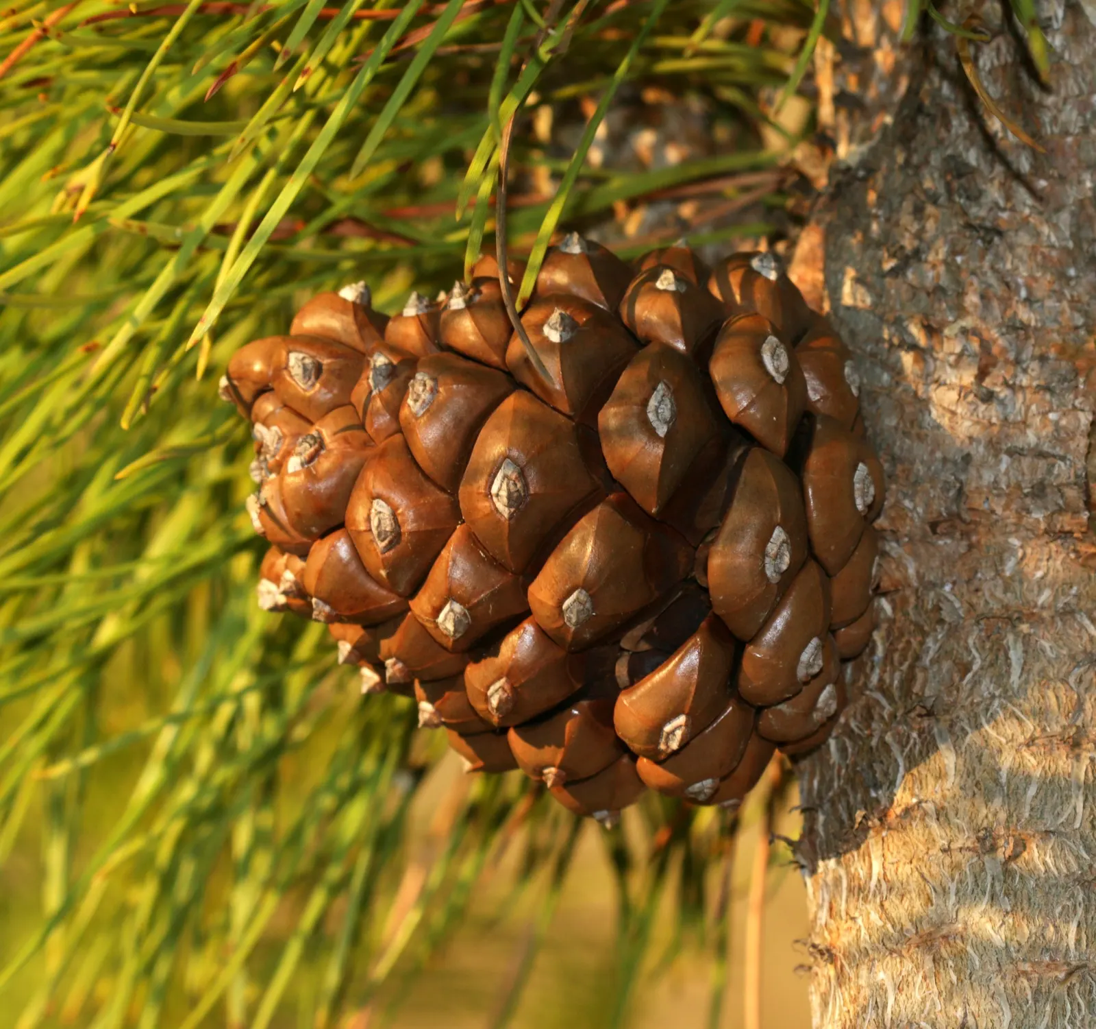 Italian Stone Pine (Pinus Pinea) — scientifically known as Pinus pinea; the Italian Stone Pine (Pinus pinea)