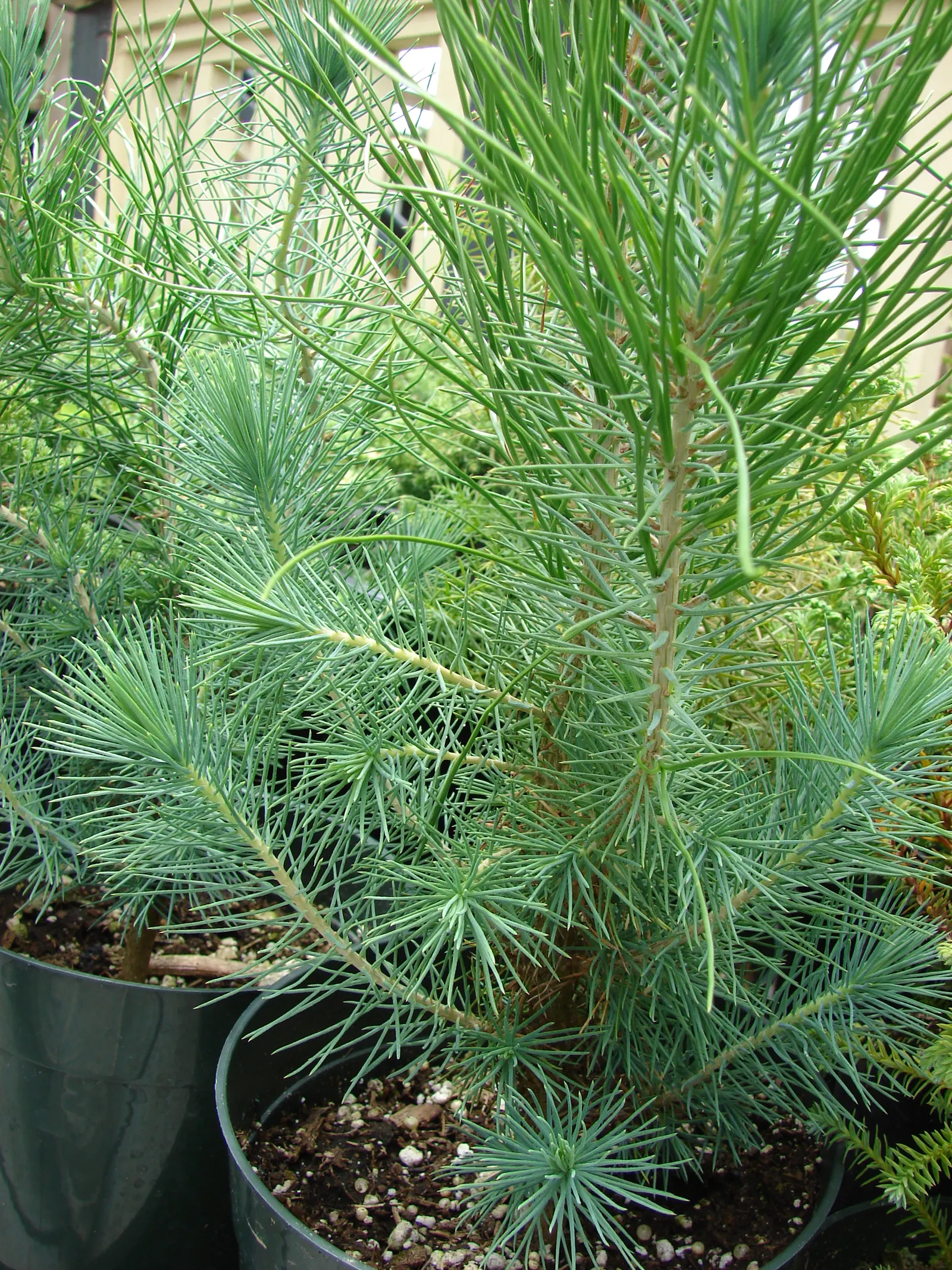 Italian Stone Pine (Pinus Pinea) — is a classic Mediterranean conifer that brings a touch of European elegance to any landscape; scientifically known as Pinus