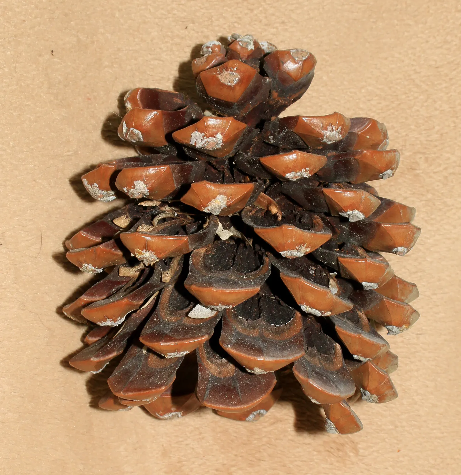 Italian Stone Pine (Pinus Pinea) — Mature specimens reach heights of 40-60 feet with a spread of 20-40 feet