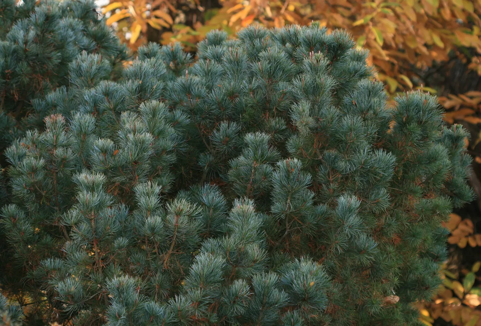 Italian Stone Pine (Pinus Pinea) — scientifically known as Pinus pinea