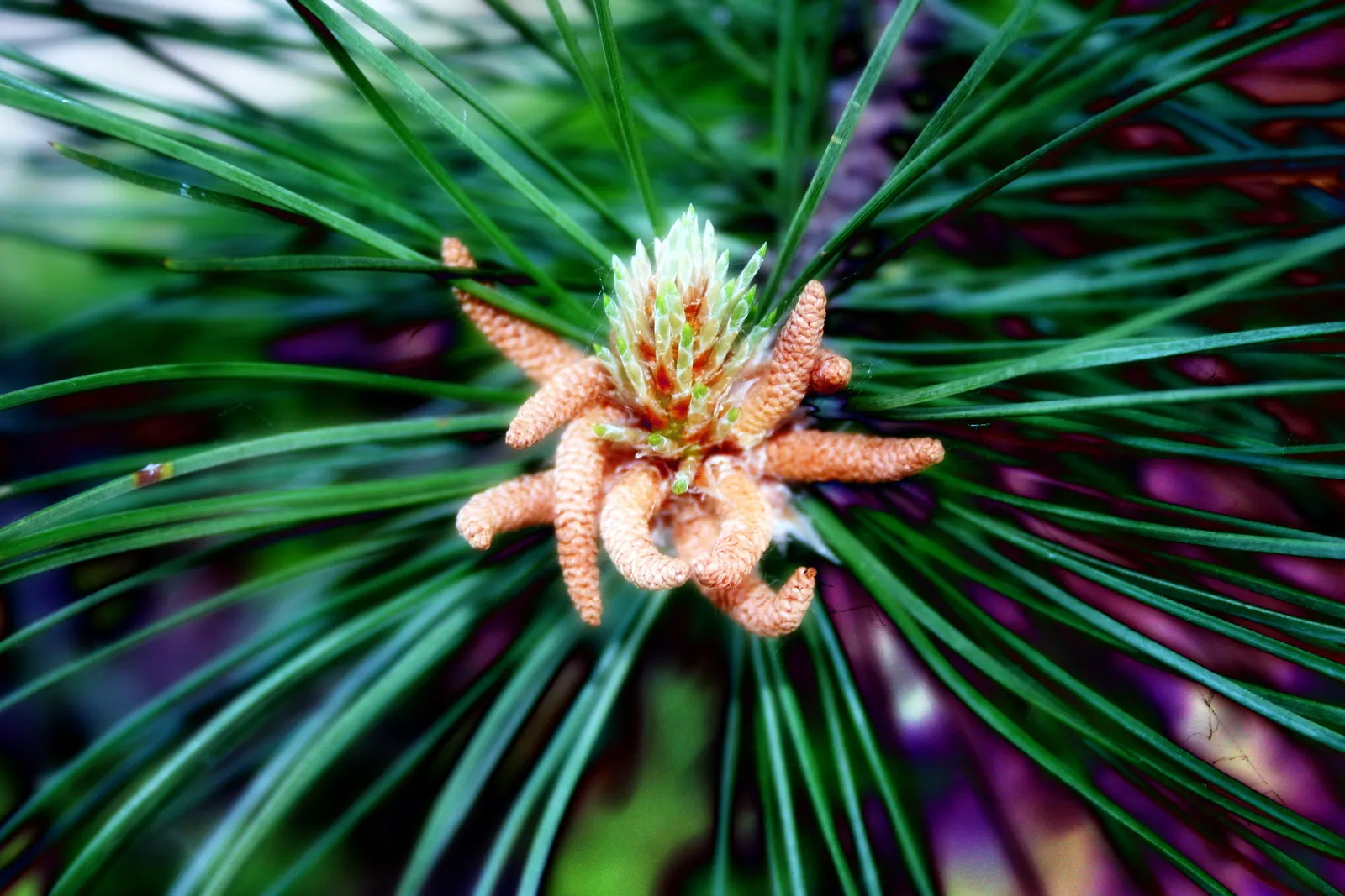 Italian Stone Pine (Pinus Pinea) — which can grow up to 4 to 6 inches in length; the Italian Stone Pine is hardy in USDA zones 7 to 11 and is generally