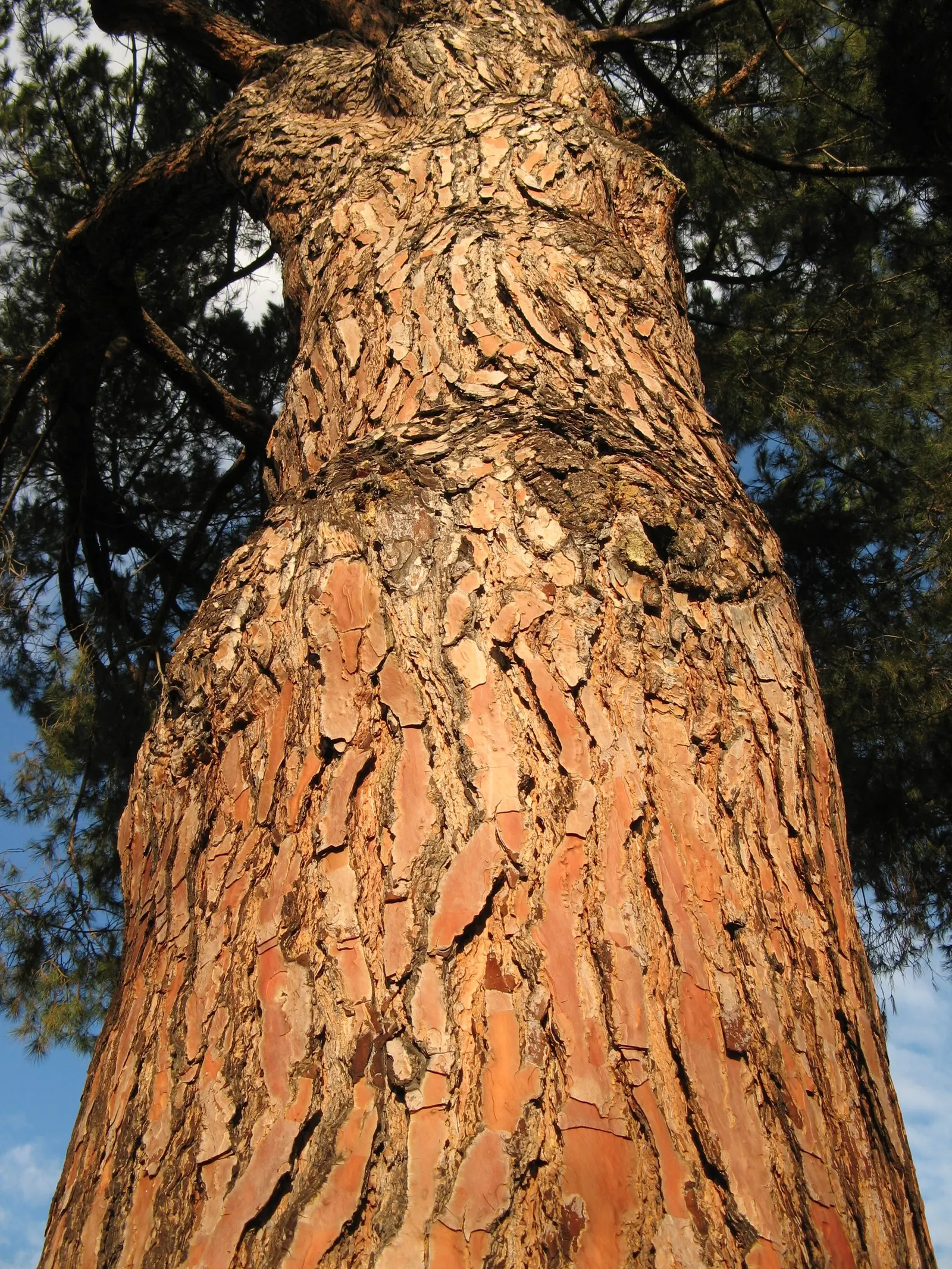 Italian Stone Pine (Pinus Pinea) — with a spread of 20 to 40 feet; often referred to as the Umbrella Pine due to its distinctive