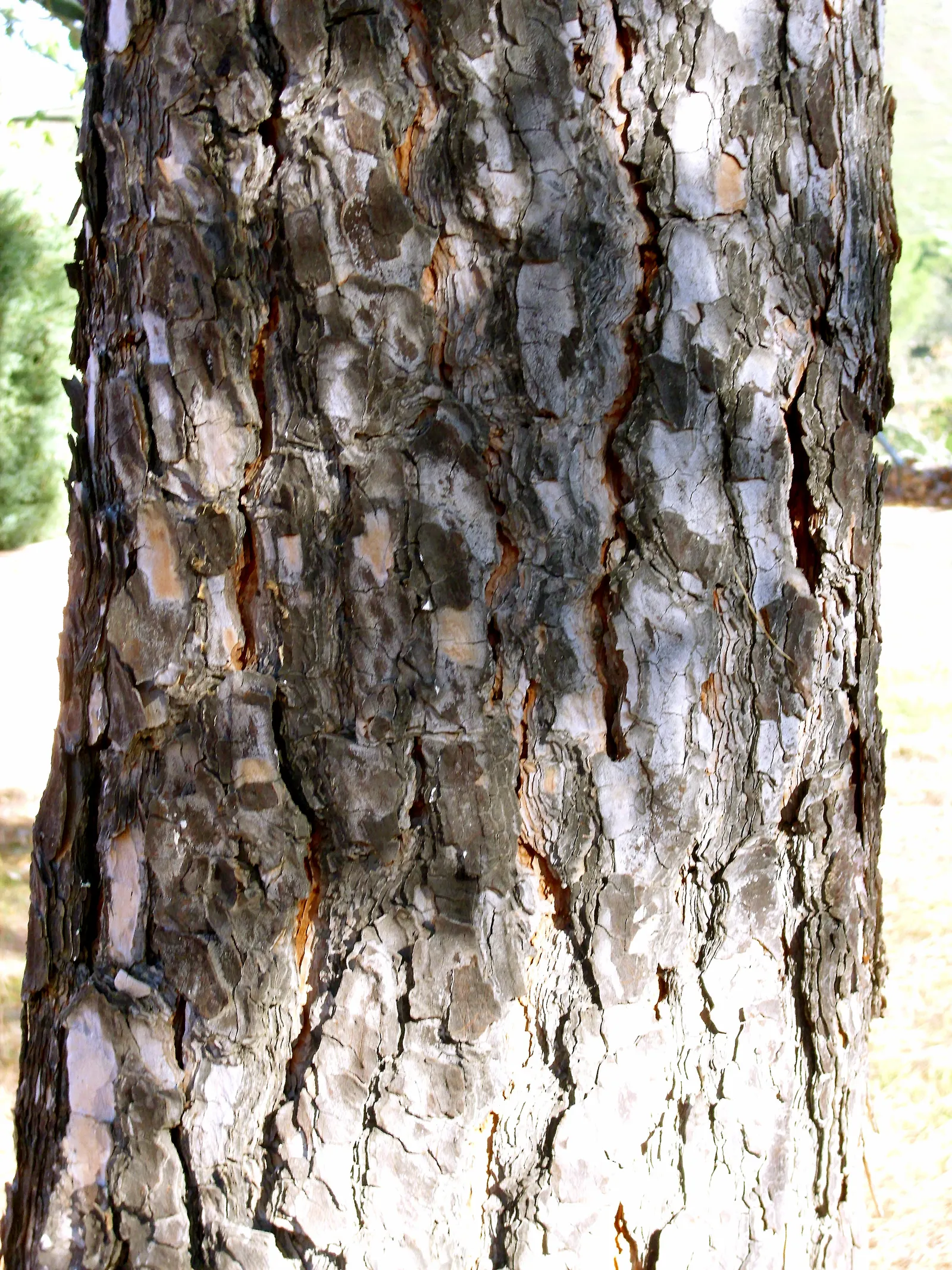 Italian Stone Pine (Pinus Pinea) — is a Mediterranean classic; commonly known as pine nuts