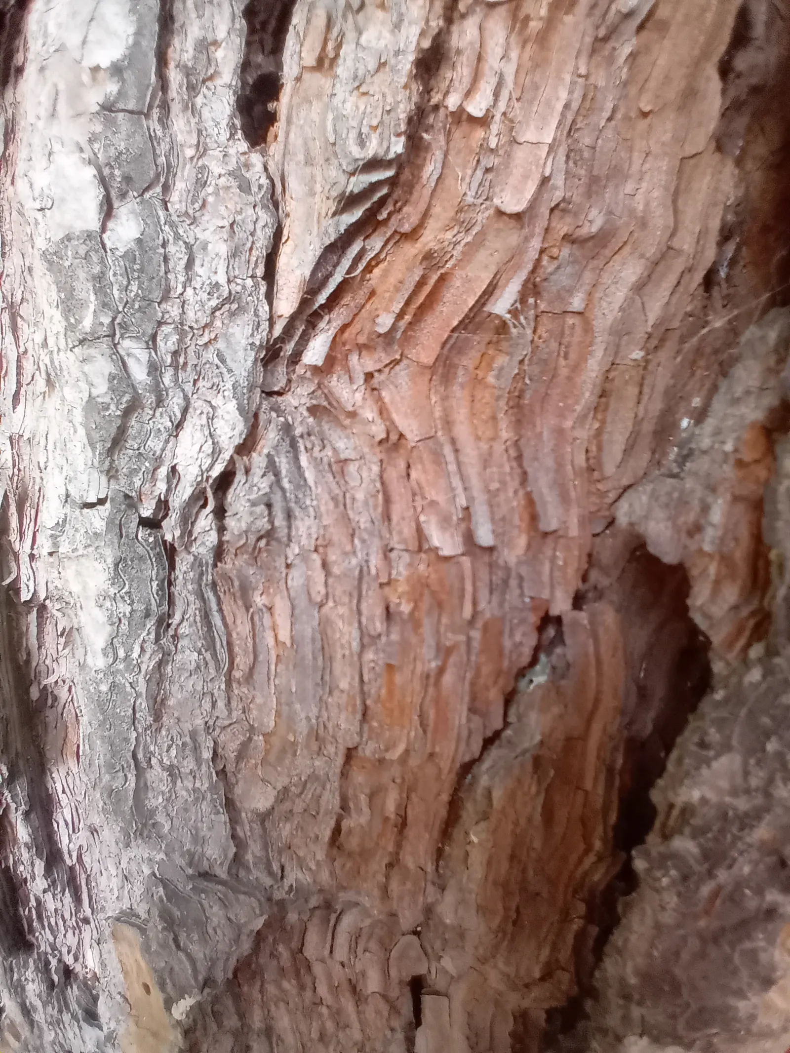 Italian Stone Pine (Pinus Pinea) — Hardy in USDA zones 7-11, it thrives in full sun and well-draining soil; this long-lived evergreen is drought-tolerant once