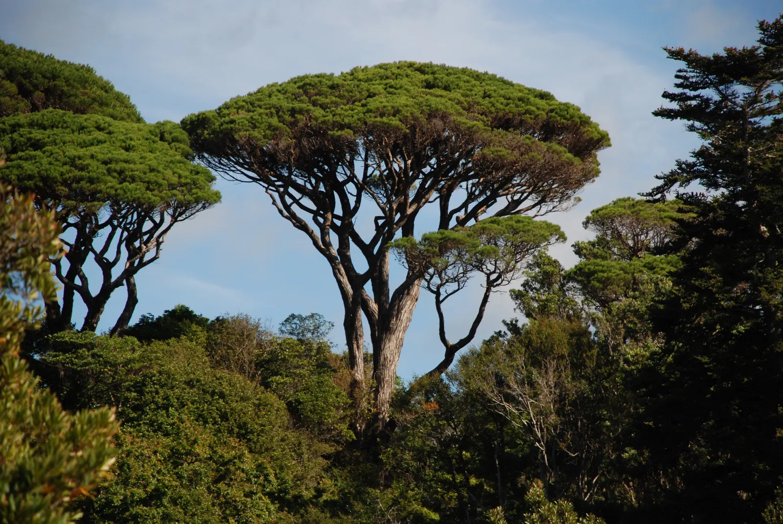 Italian Stone Pine (Pinus Pinea) — The Italian Stone Pine (Pinus pinea); mature specimens reach heights of 40-60 feet with a spread of 20-40 feet