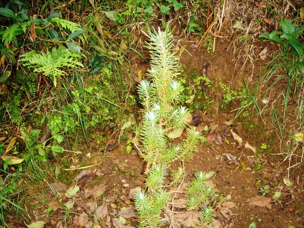 Italian Stone Pine (Pinus Pinea) — Hardy in USDA zones 7-11, it thrives in full sun and well-draining soil