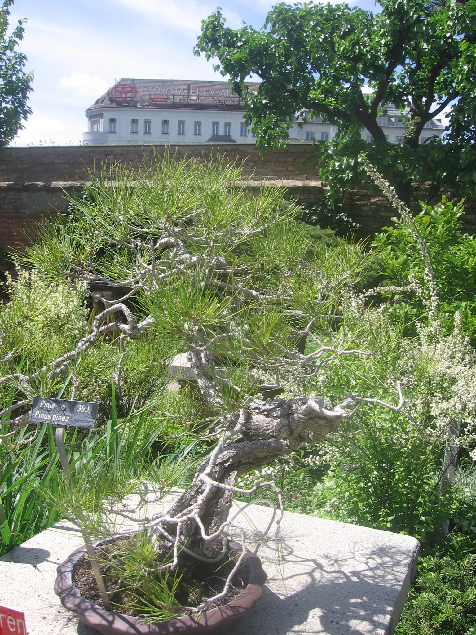 Italian Stone Pine (Pinus Pinea) — This long-lived evergreen is drought-tolerant once established and requires minimal maintenance; with a spread of 20 to 40