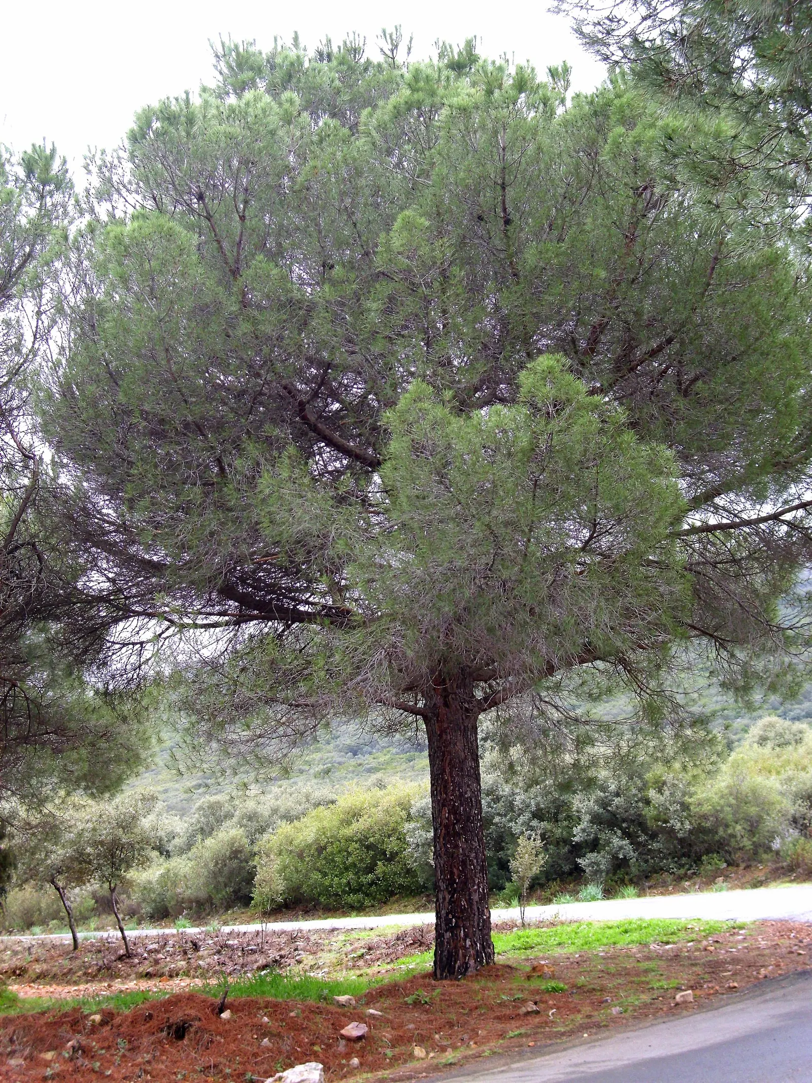 Italian Stone Pine (Pinus Pinea) — Mature specimens reach heights of 40-60 feet with a spread of 20-40 feet; making it a low-maintenance choice for an