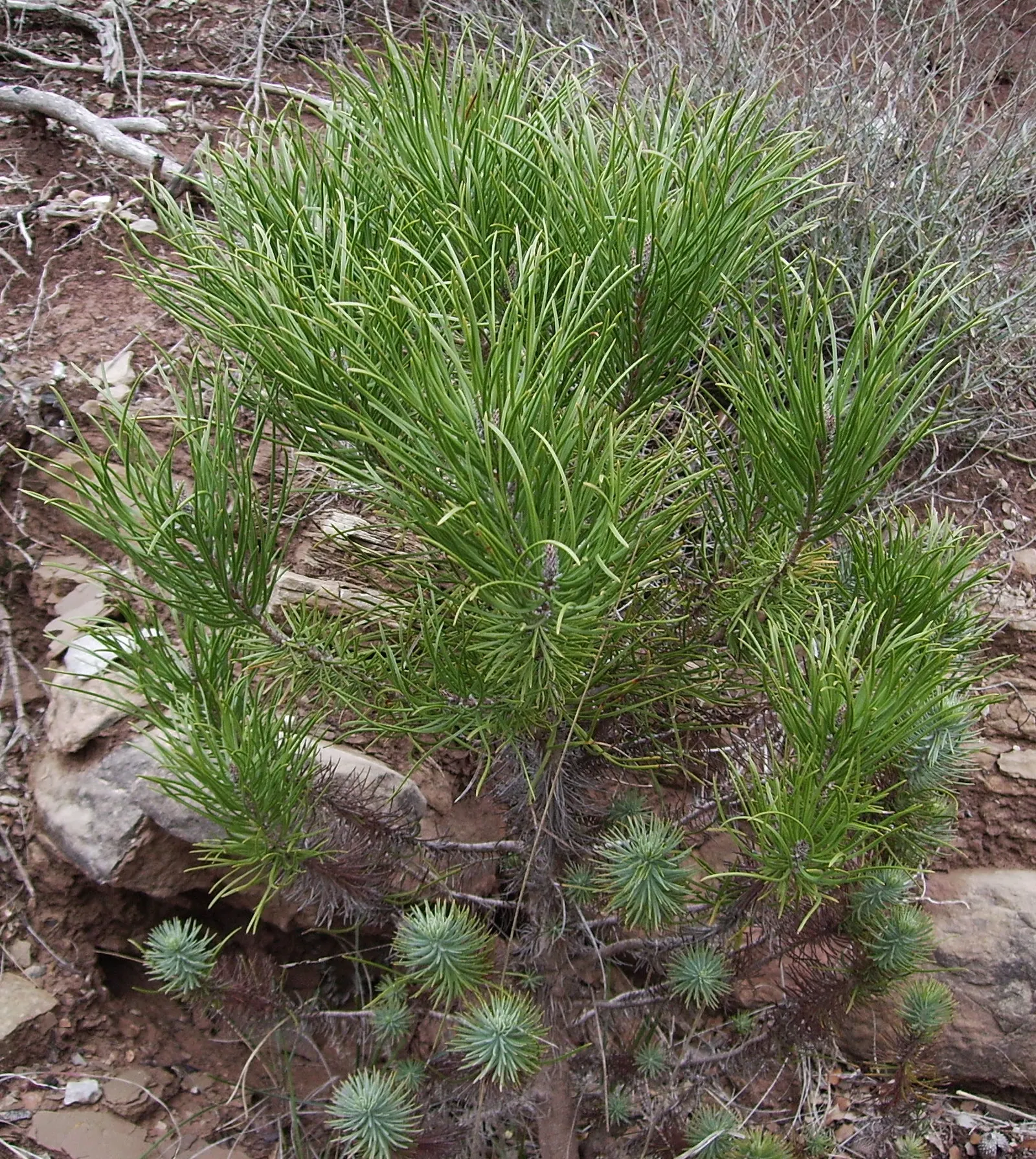 Italian Stone Pine (Pinus Pinea) — iconic for its picturesque umbrella-shaped canopy