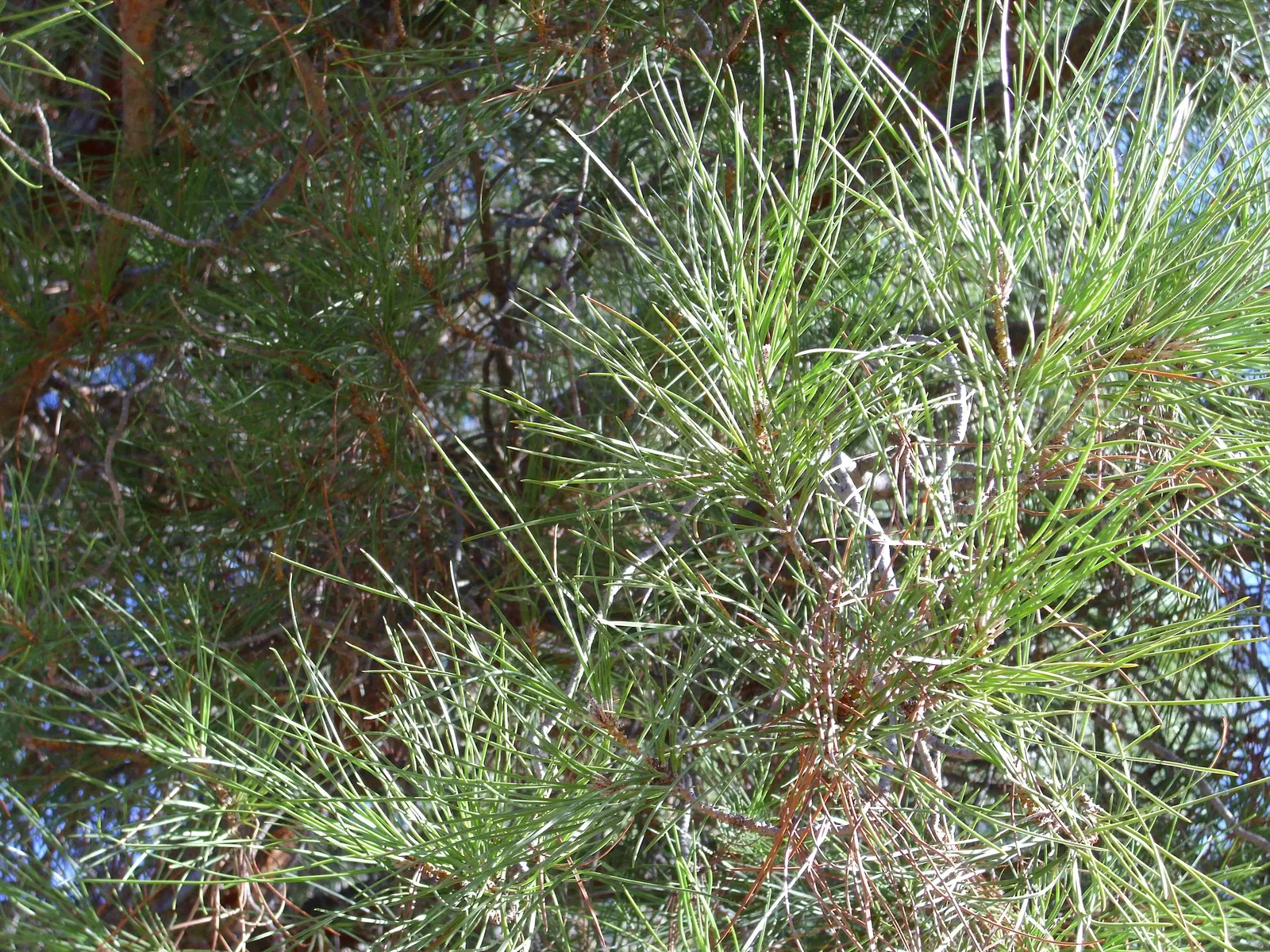 Italian Stone Pine (Pinus Pinea) — conifer / tree for full