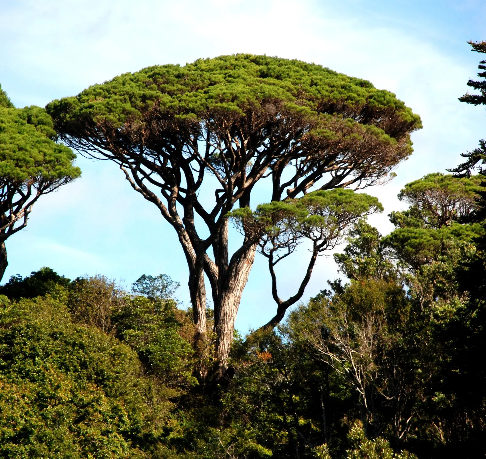 Italian Stone Pine (Pinus Pinea) — iconic for its picturesque umbrella-shaped canopy; this species is renowned for its picturesque silhouette