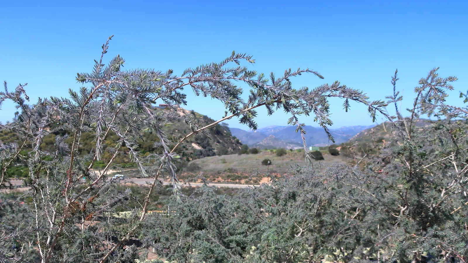 Gray Honey Myrtle (Melaleuca Incana 'Prostrate Form') — With a height of 1-2 feet and a spread of 5-7 feet, its fine, blue-gray foliage creates a soft texture