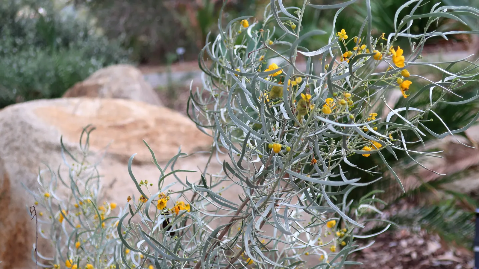Gray Honey Myrtle (Melaleuca Incana 'Prostrate Form') — This drought-tolerant plant thrives in well-drained soils and full sun