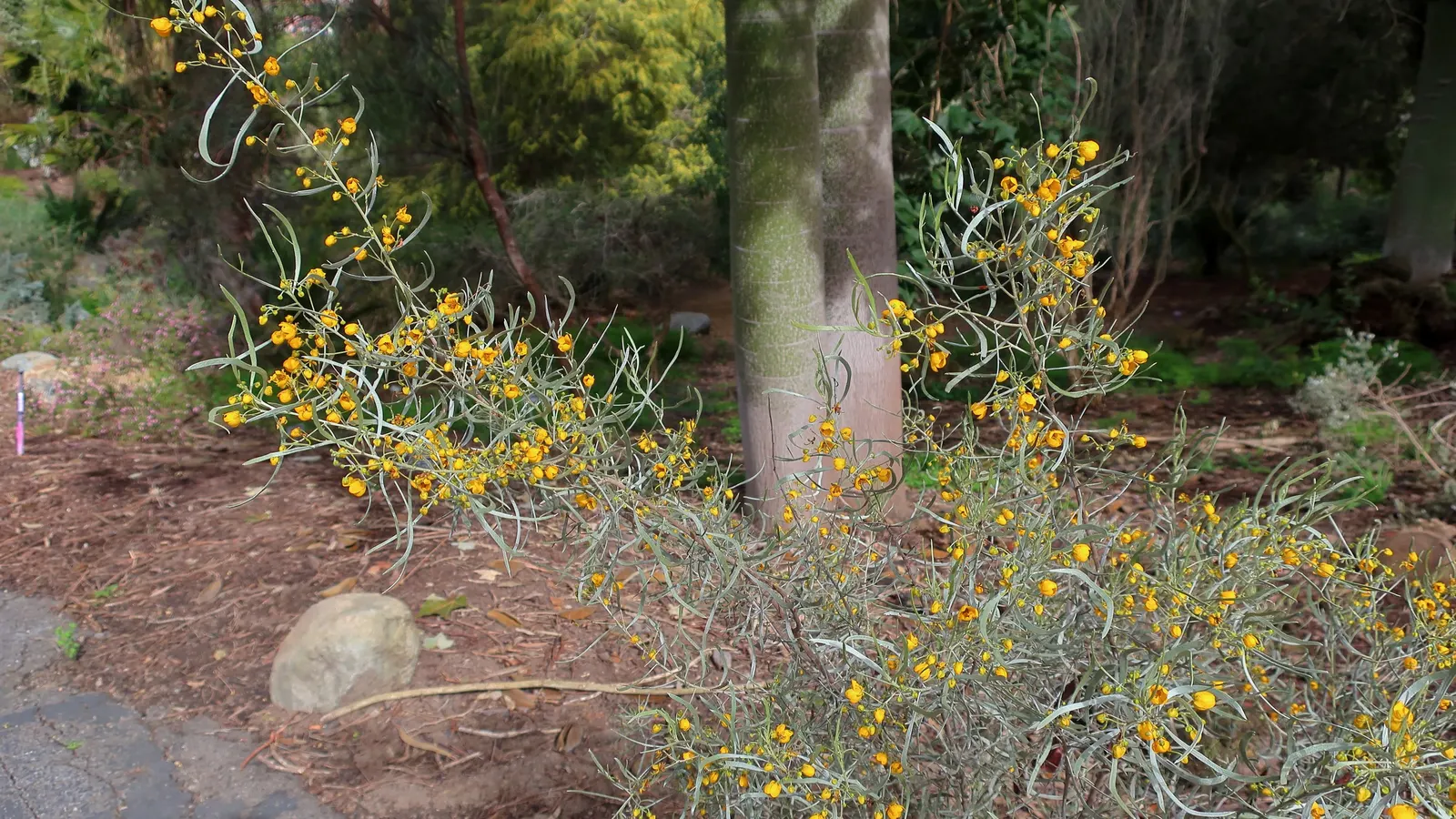 Gray Honey Myrtle (Melaleuca Incana 'Prostrate Form') — The Gray Honey Myrtle (Melaleuca incana 'Prostrate Form') is a vigorous Australian native groundcover