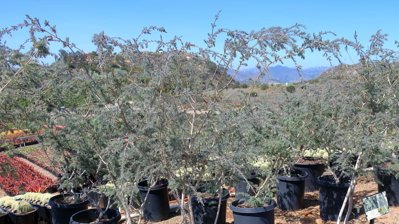 Gray Honey Myrtle (Melaleuca Incana 'Prostrate Form') — producing bottlebrush-like cream flowers that attract pollinators